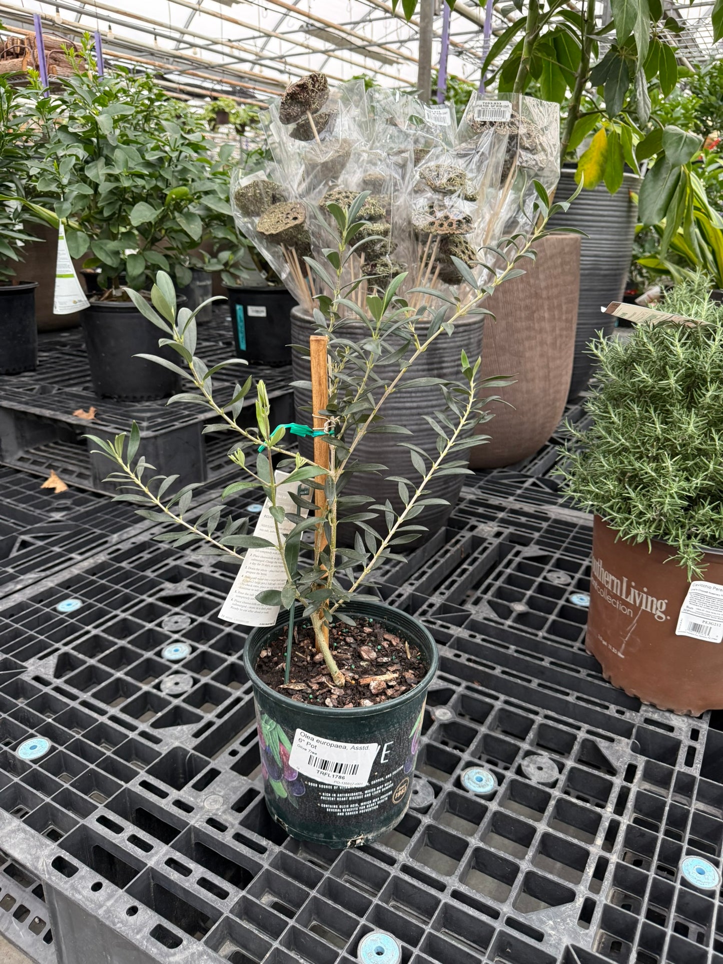 RedCrocus Olive Tree- Assorted Olea europaea for Edible Landscaping, Drought-Tolerant Garden, Patio Container, Mediterranean Aesthetic, Evergreen 6" Pot
