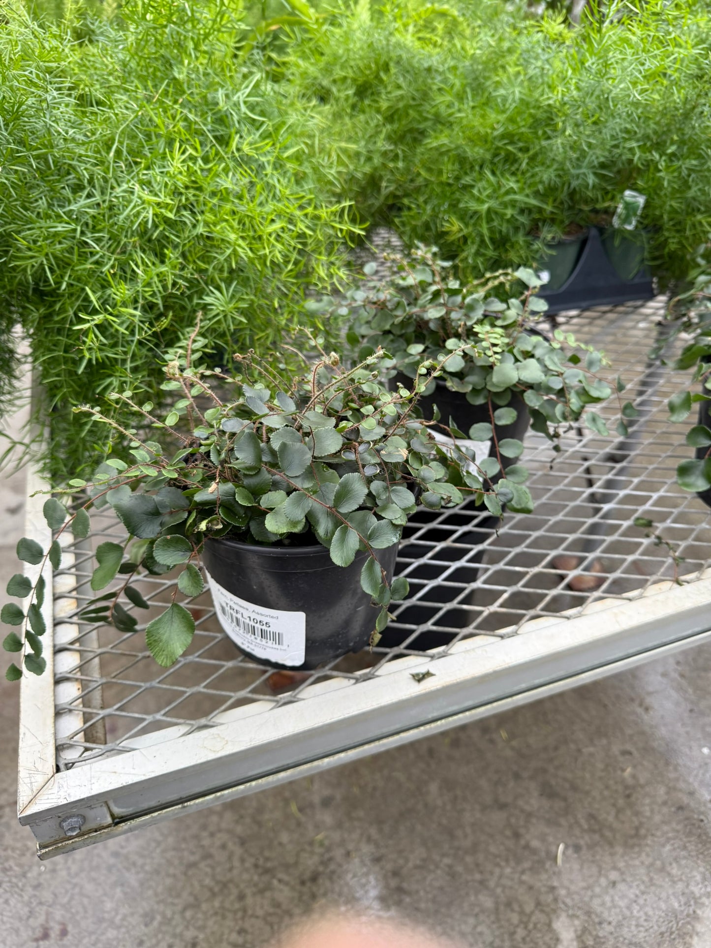 Pellaea–Button Fern–Compact Indoor Plant  6" Pot