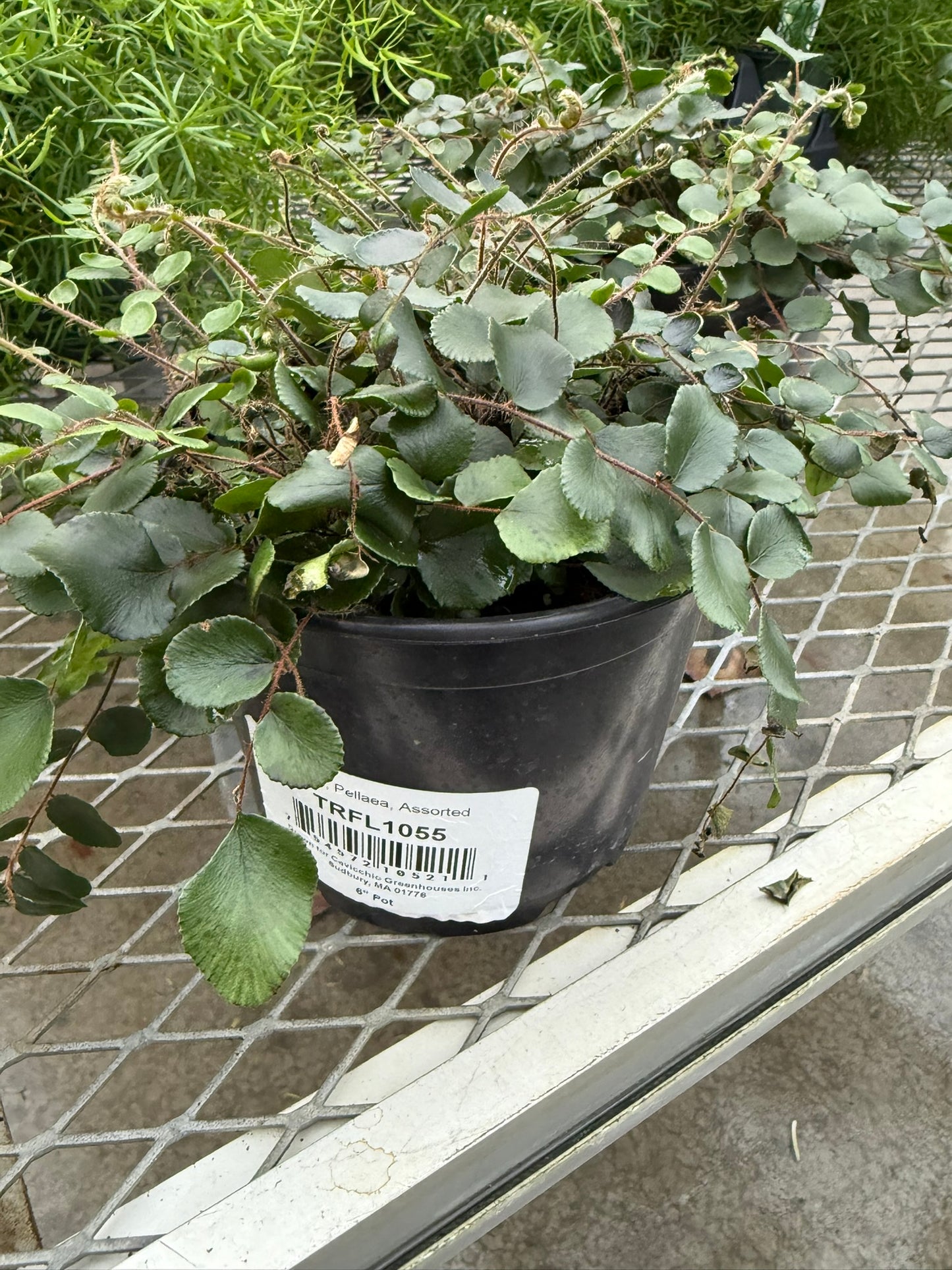 Pellaea–Button Fern–Compact Indoor Plant  6" Pot