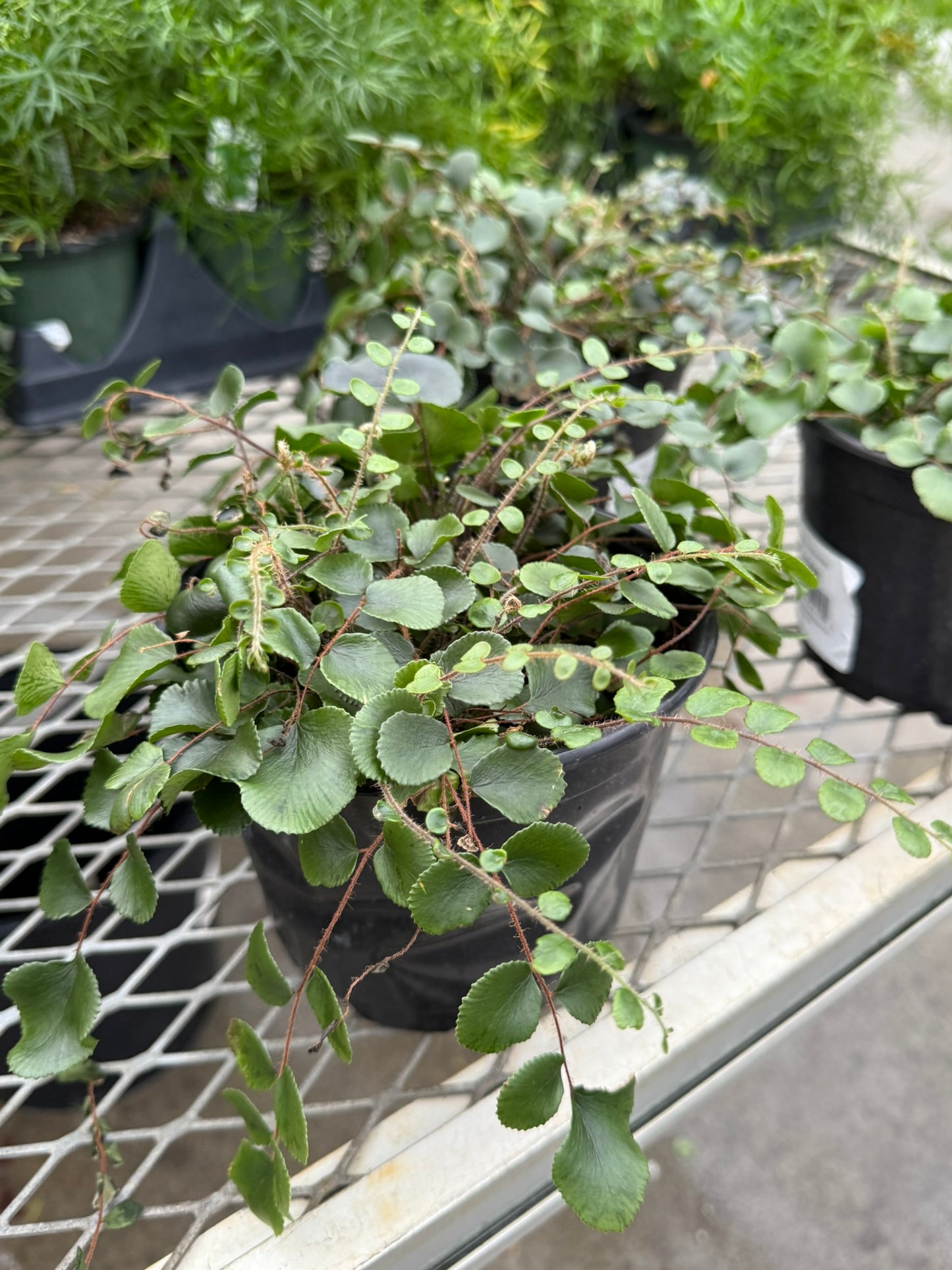 Pellaea–Button Fern–Compact Indoor Plant  6" Pot