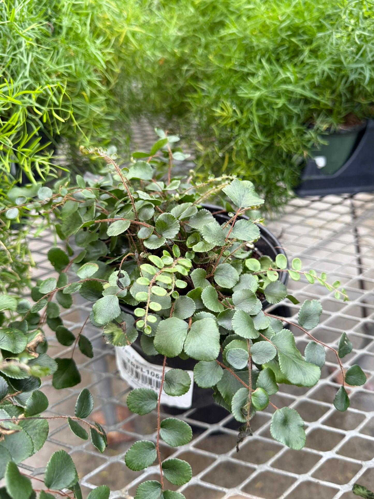 Pellaea–Button Fern–Compact Indoor Plant  6" Pot