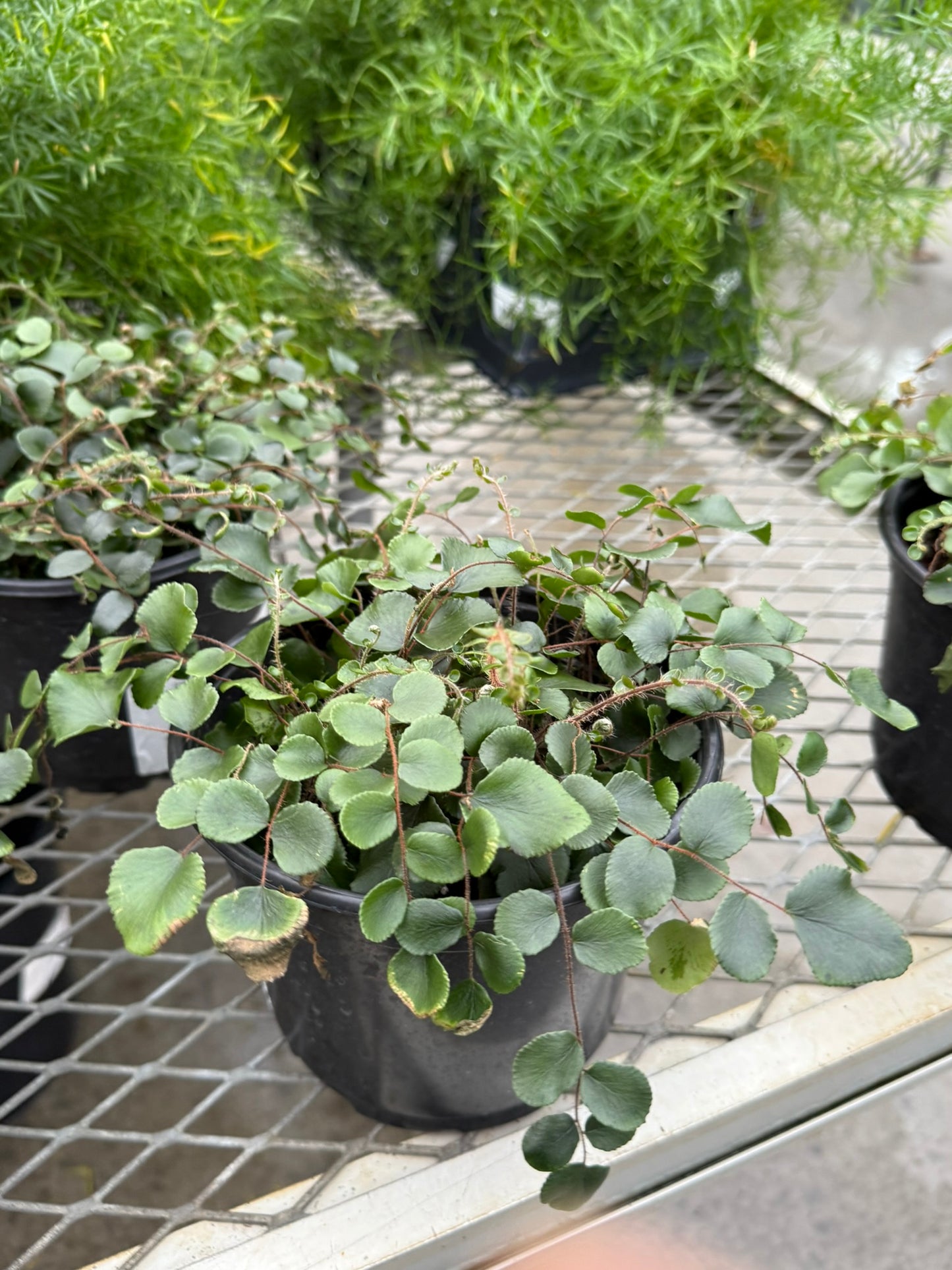 Pellaea–Button Fern–Compact Indoor Plant  6" Pot