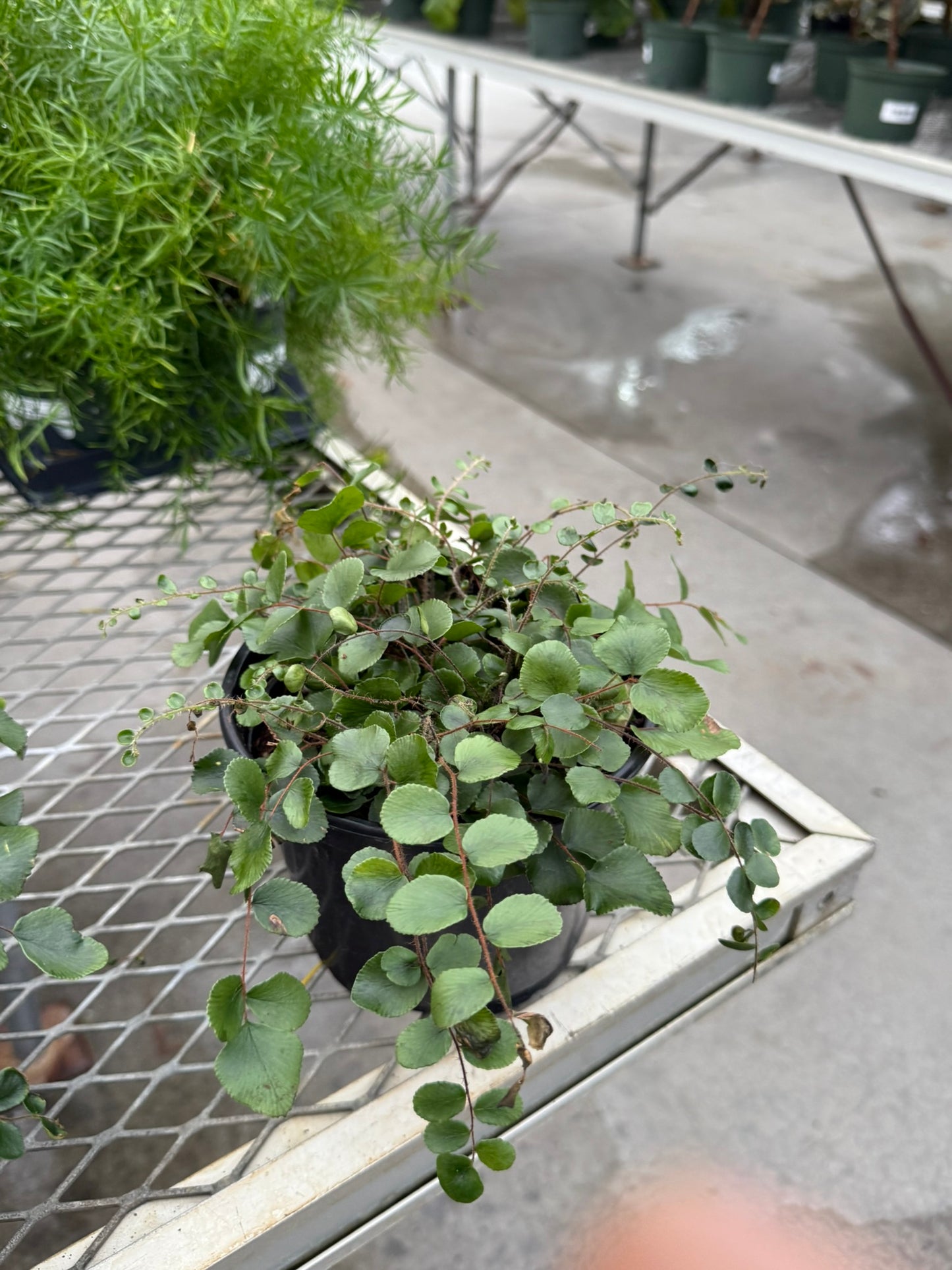 Pellaea–Button Fern–Compact Indoor Plant  6" Pot