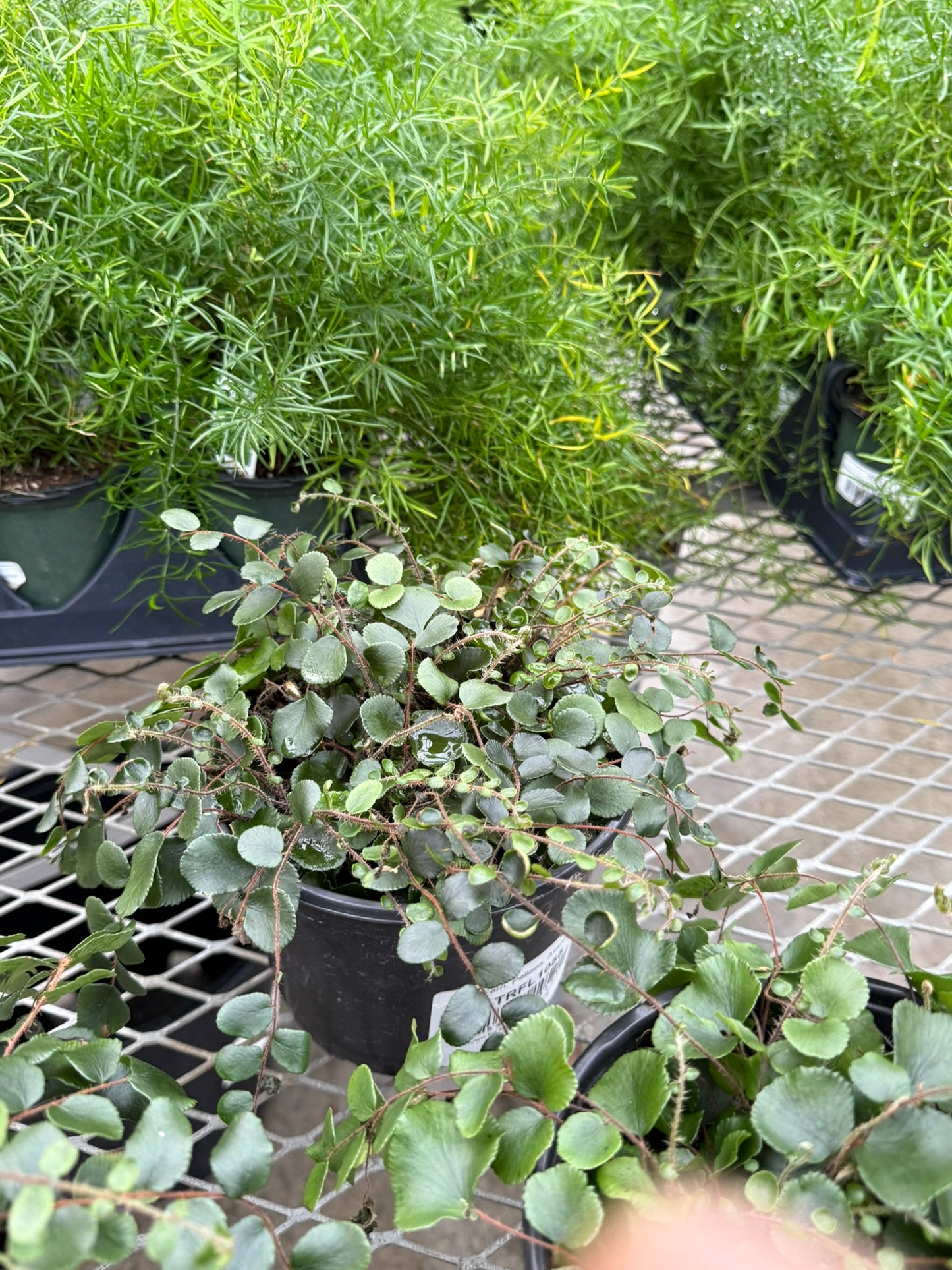 Pellaea–Button Fern–Compact Indoor Plant  6" Pot