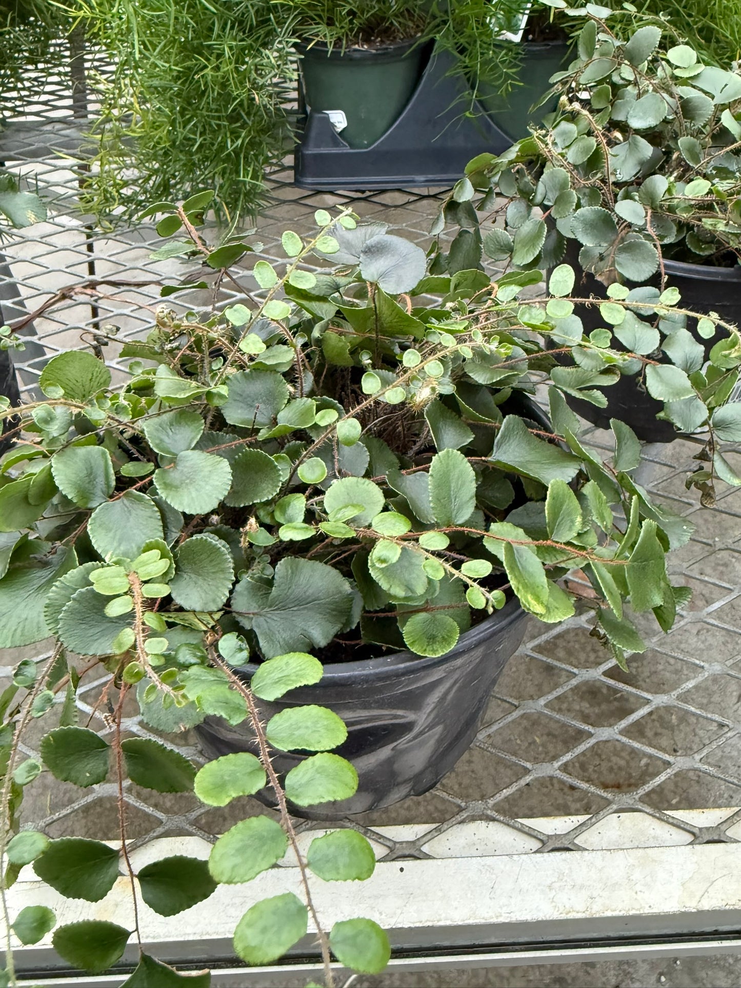 Pellaea–Button Fern–Compact Indoor Plant  6" Pot