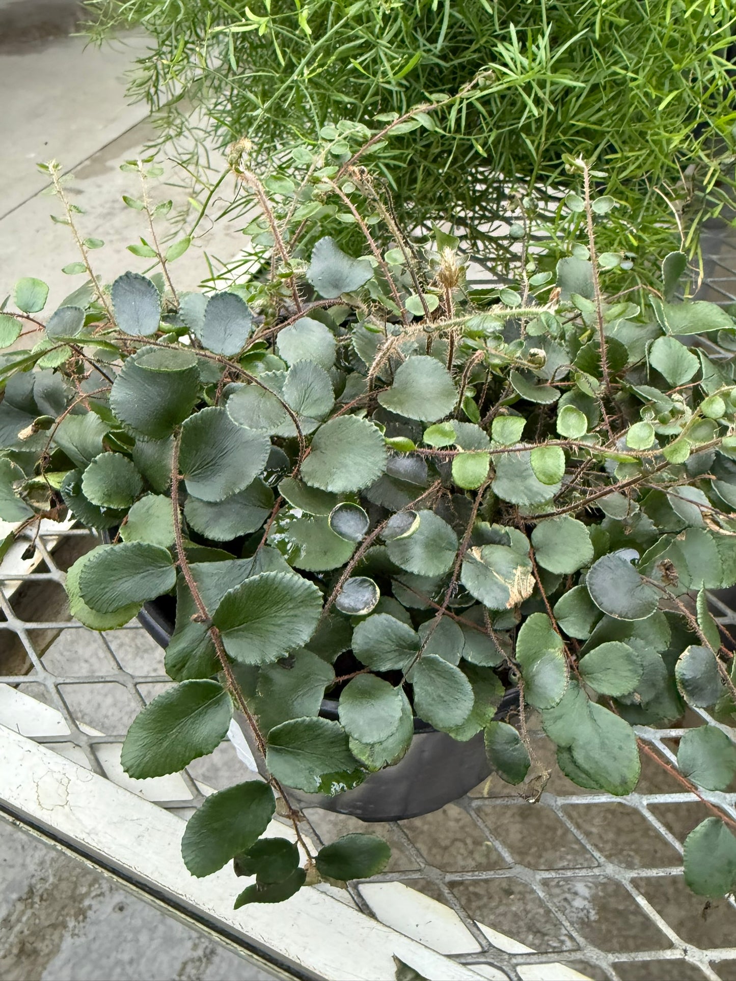 Pellaea–Button Fern–Compact Indoor Plant  6" Pot