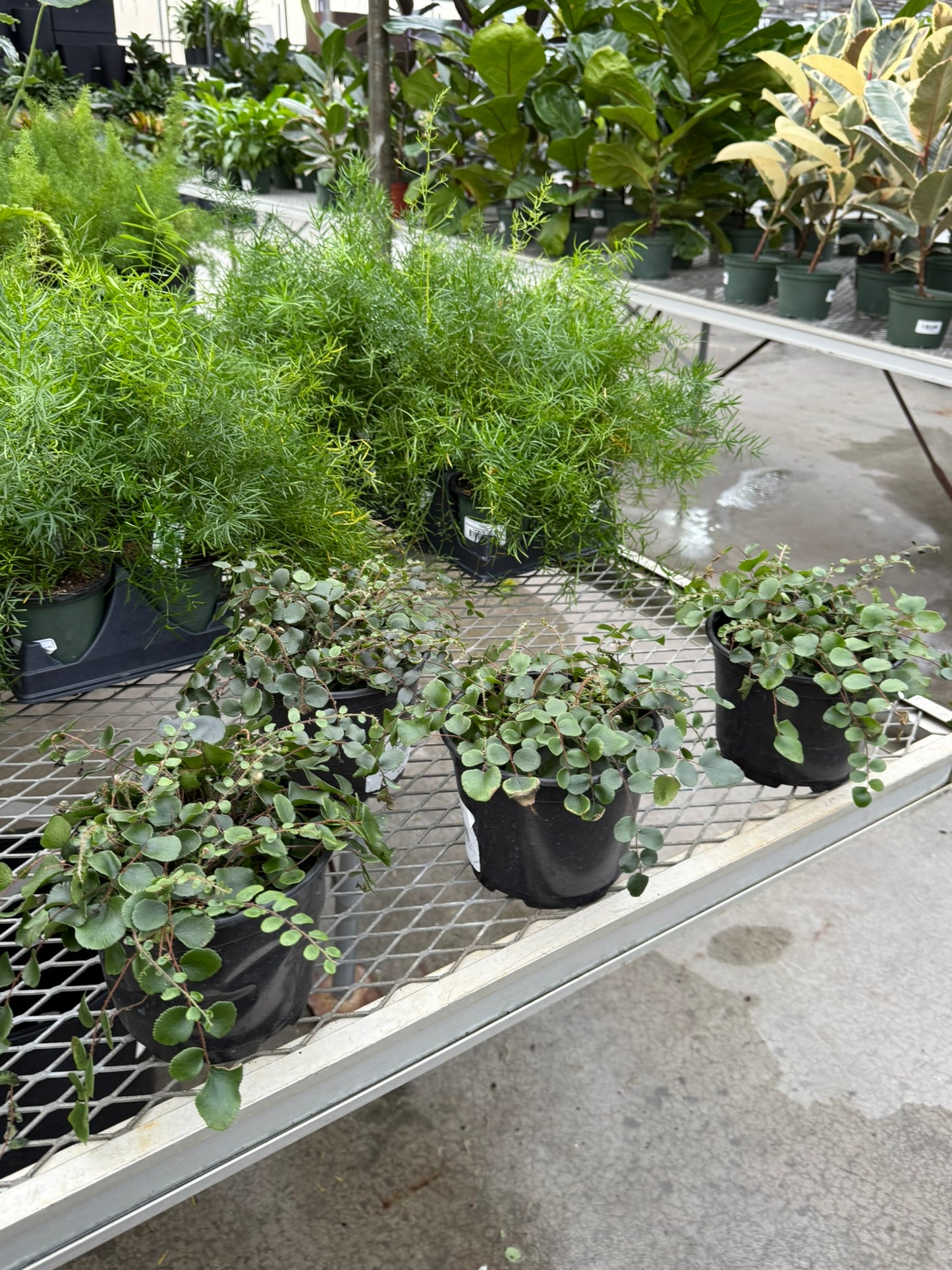 Pellaea–Button Fern–Compact Indoor Plant  6" Pot