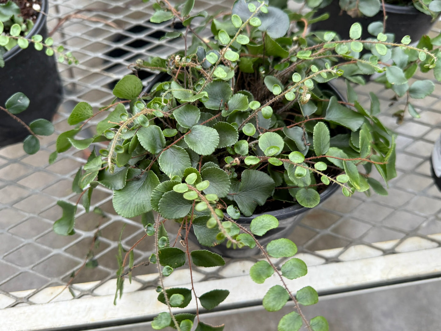 Pellaea–Button Fern–Compact Indoor Plant  6" Pot