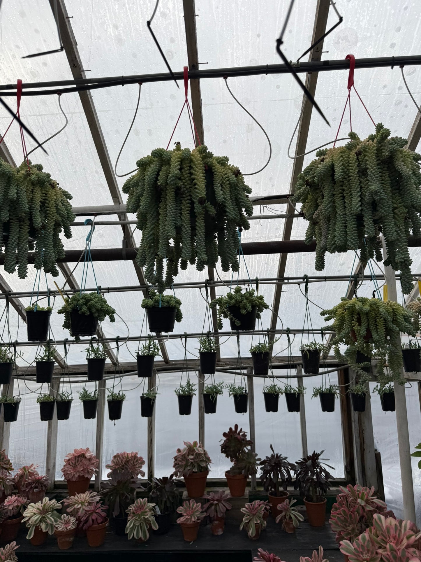 Tropicals Hanging Basket Bundle