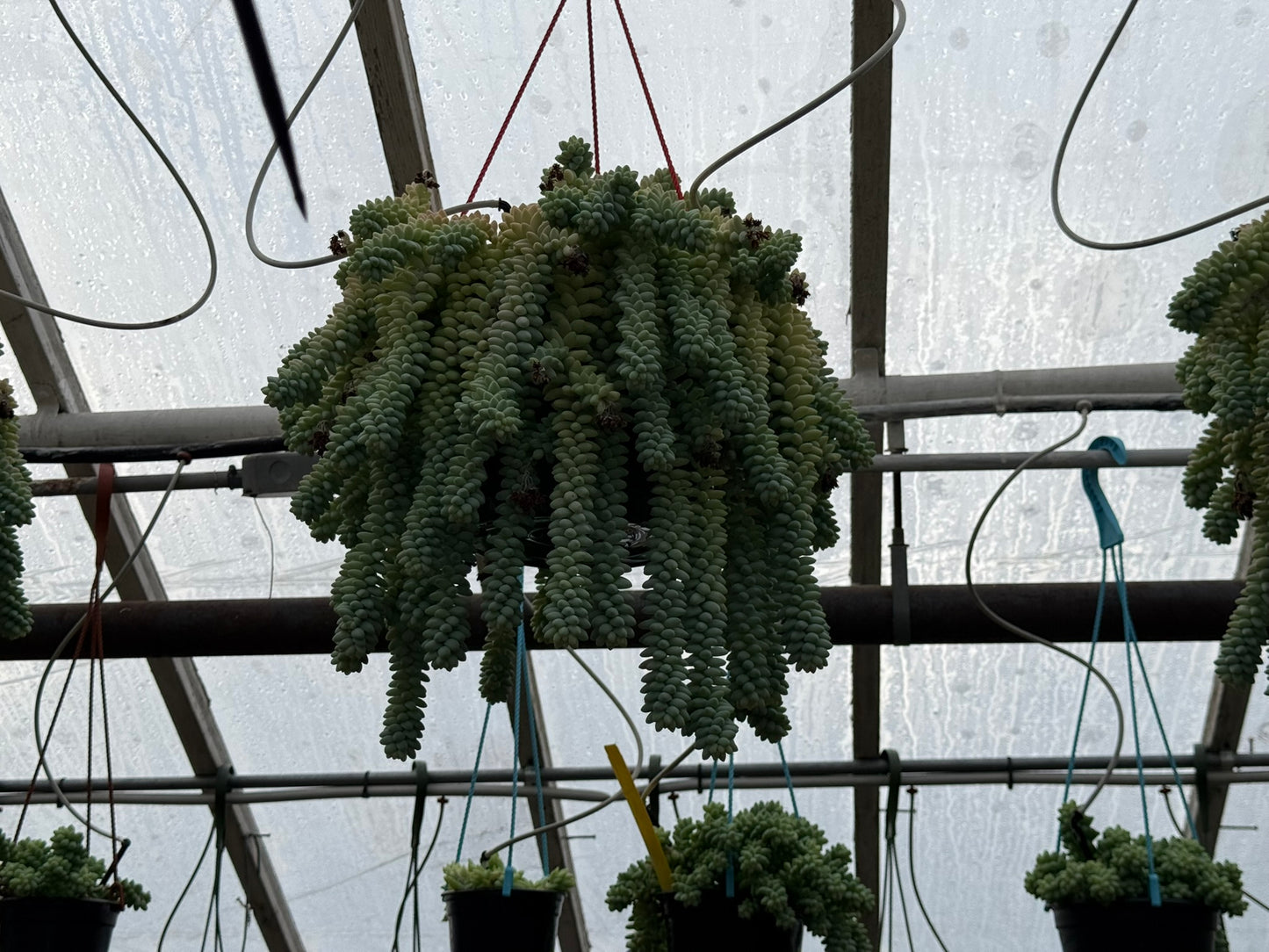 Tropicals Hanging Basket Bundle