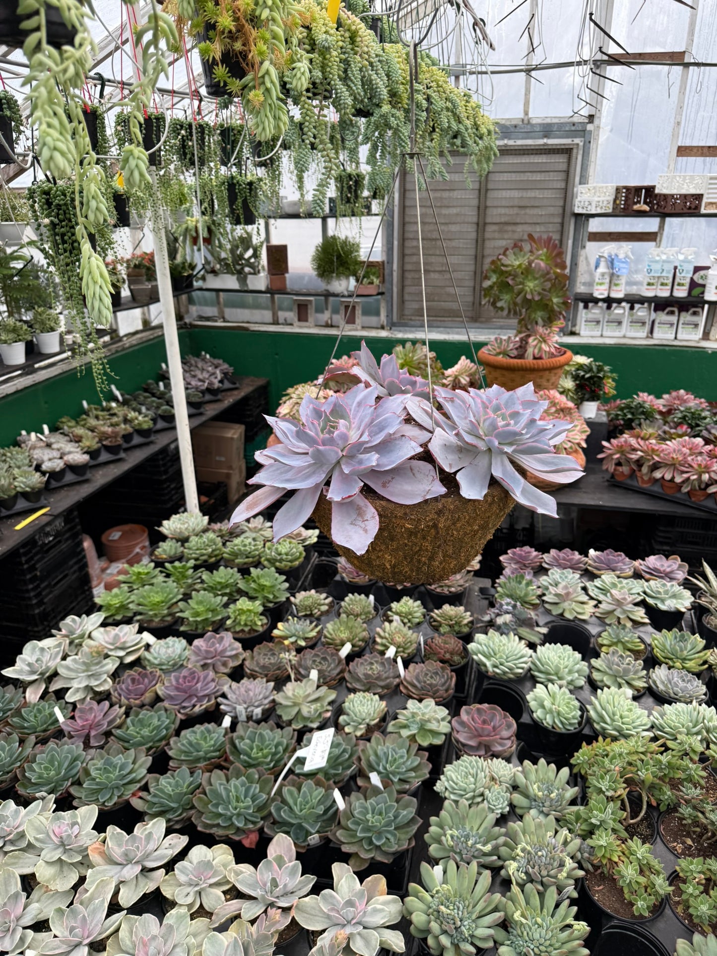 Tropicals Hanging Basket Bundle