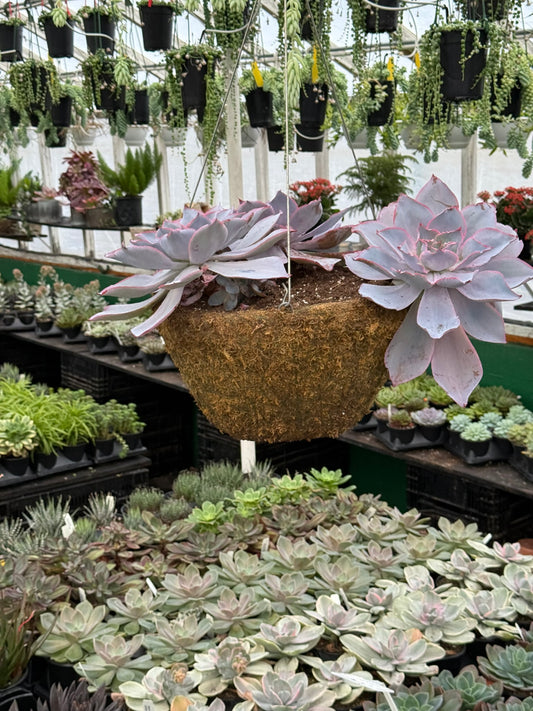 Tropicals Hanging Basket Bundle