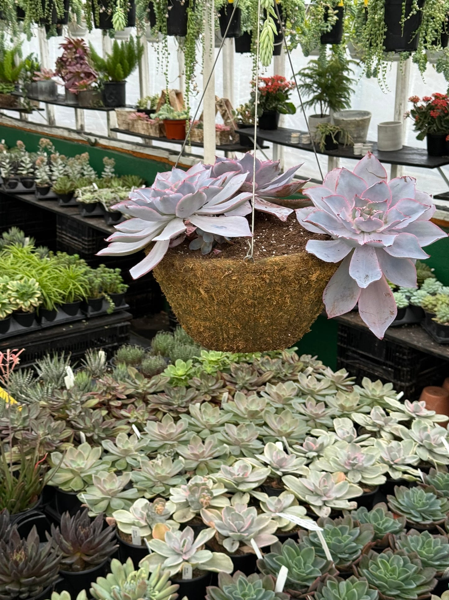 Tropicals Hanging Basket Bundle