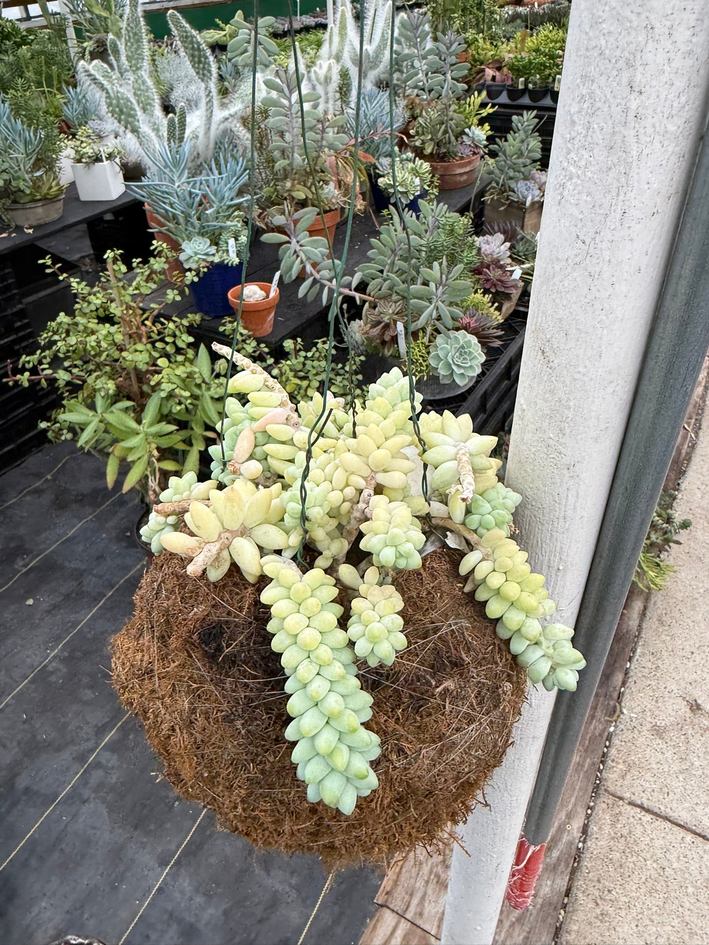 Tropicals Hanging Basket Bundle