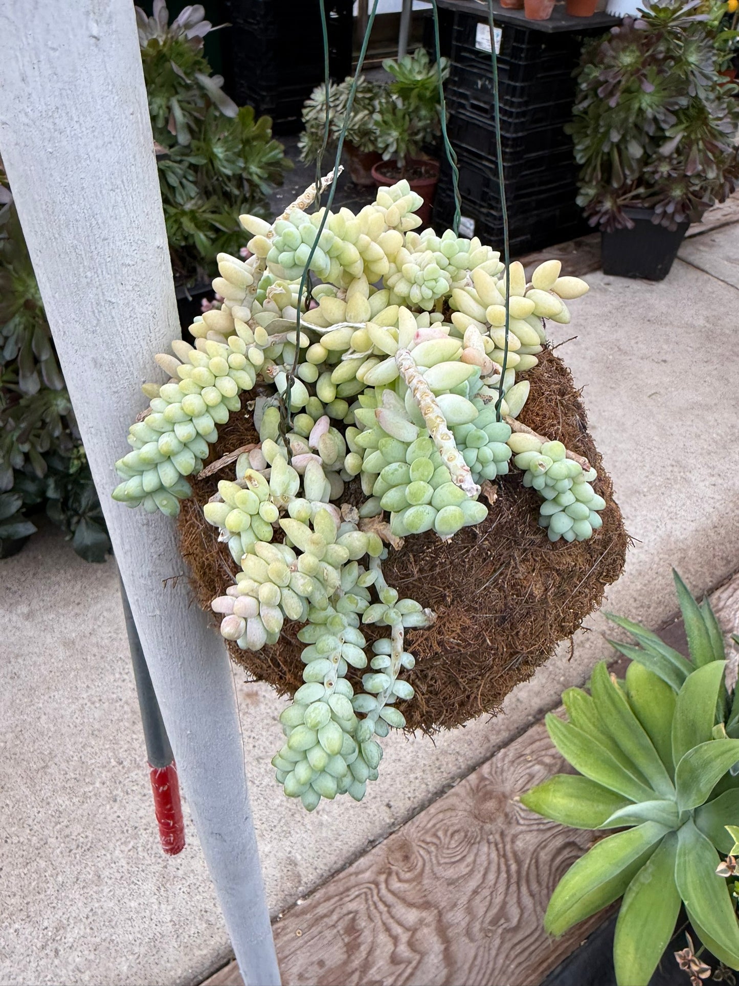 Tropicals Hanging Basket Bundle