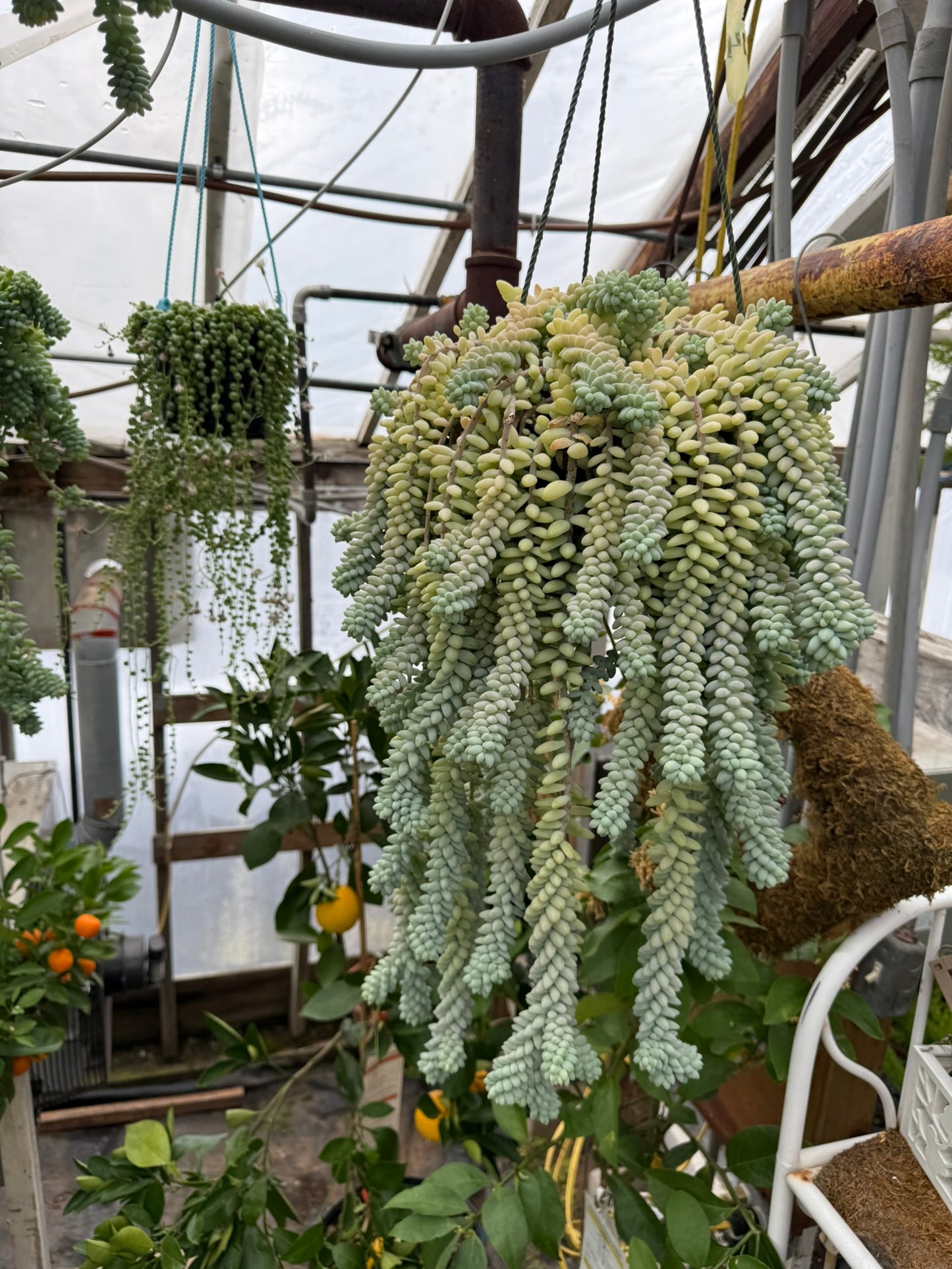 Tropicals Hanging Basket Bundle