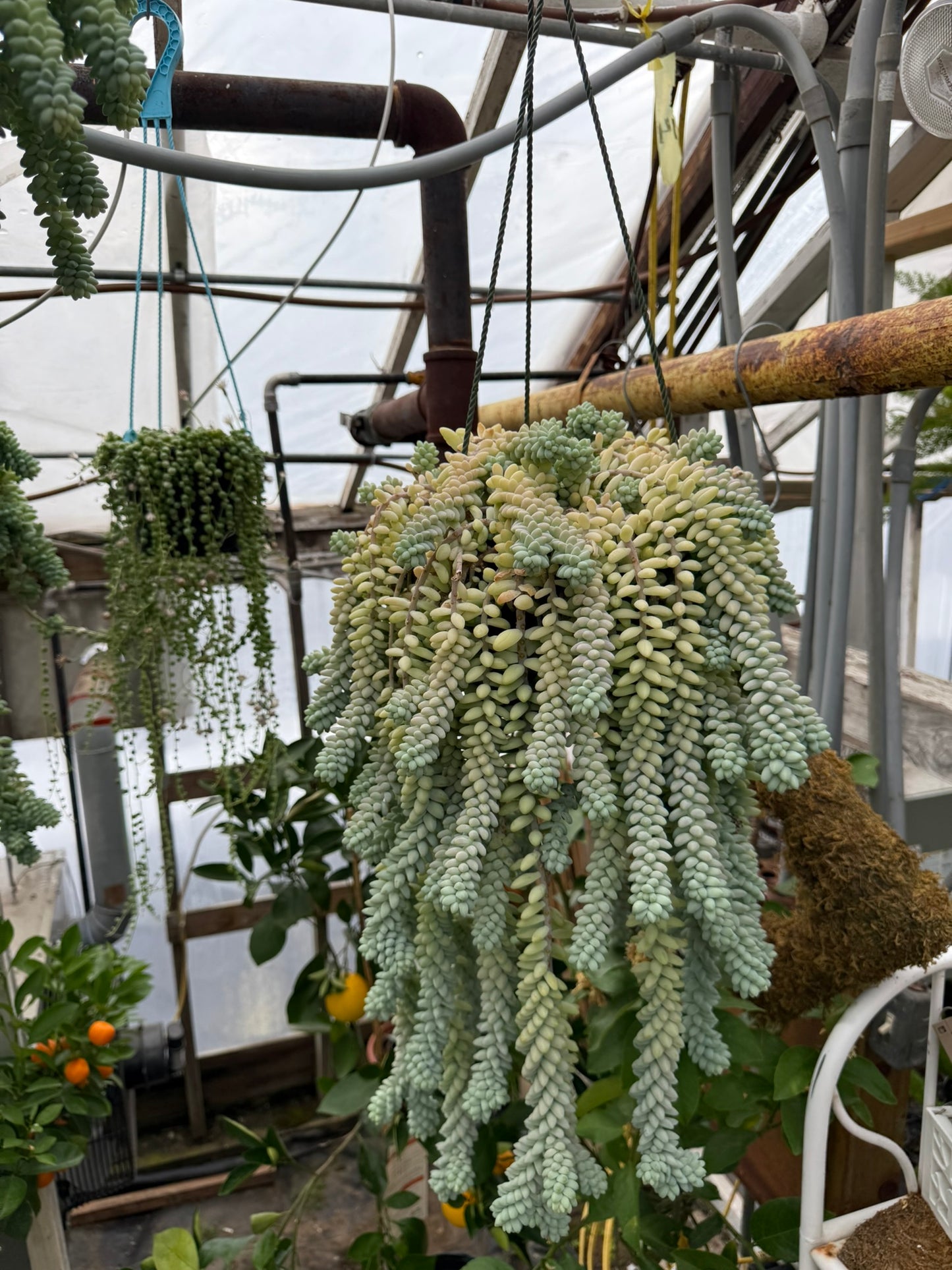 Tropicals Hanging Basket Bundle