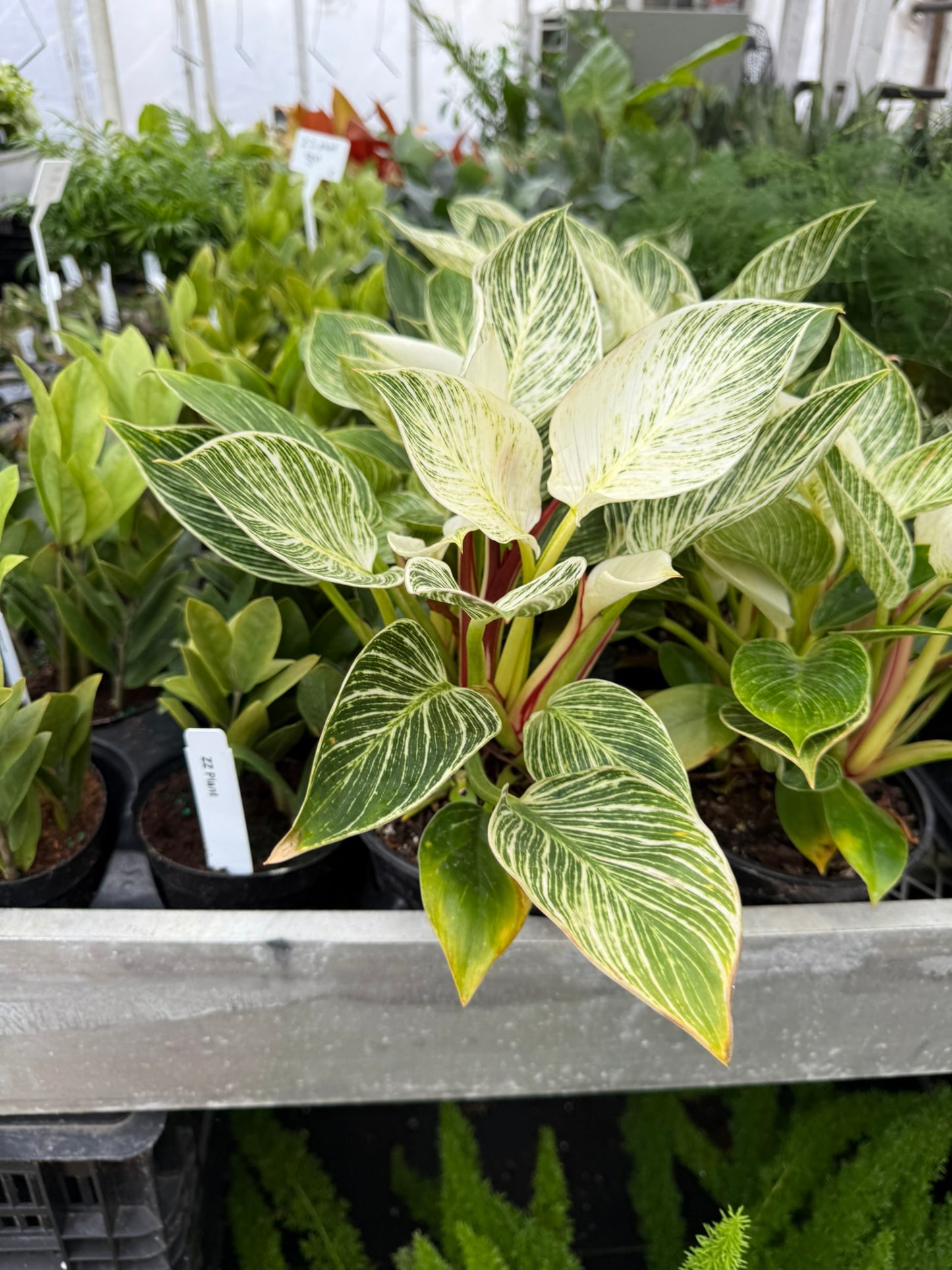 Philodendron Small Pack Bundle
