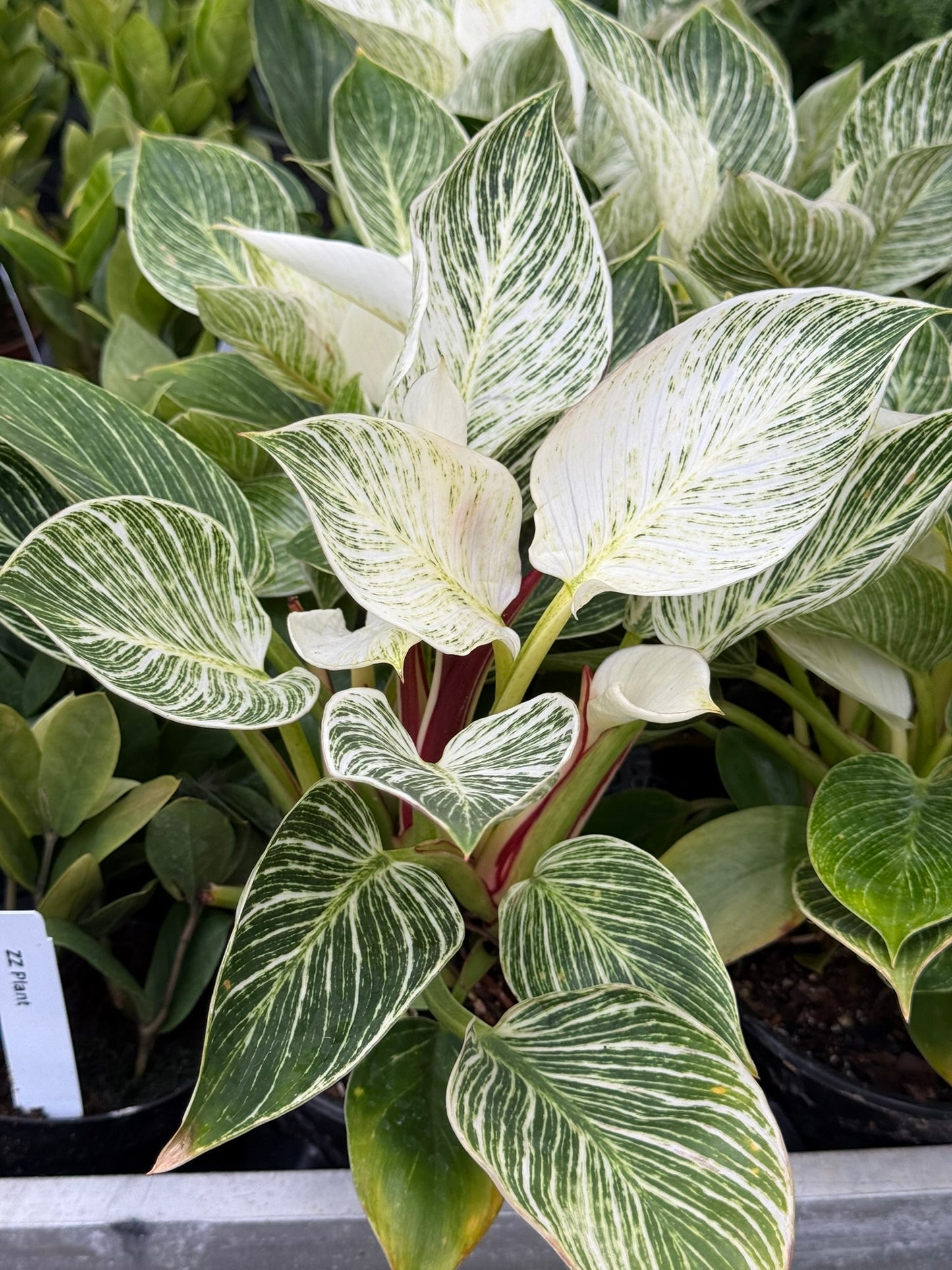 Philodendron Small Pack Bundle