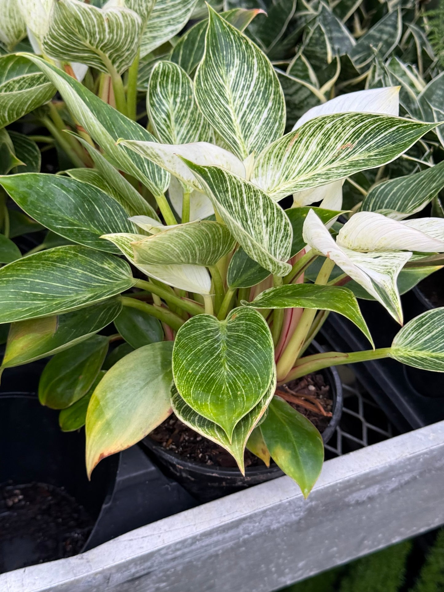 Philodendron Small Pack Bundle