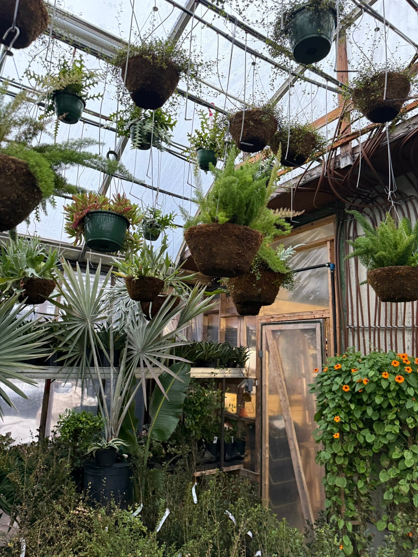 Tropicals Hanging Basket Bundle