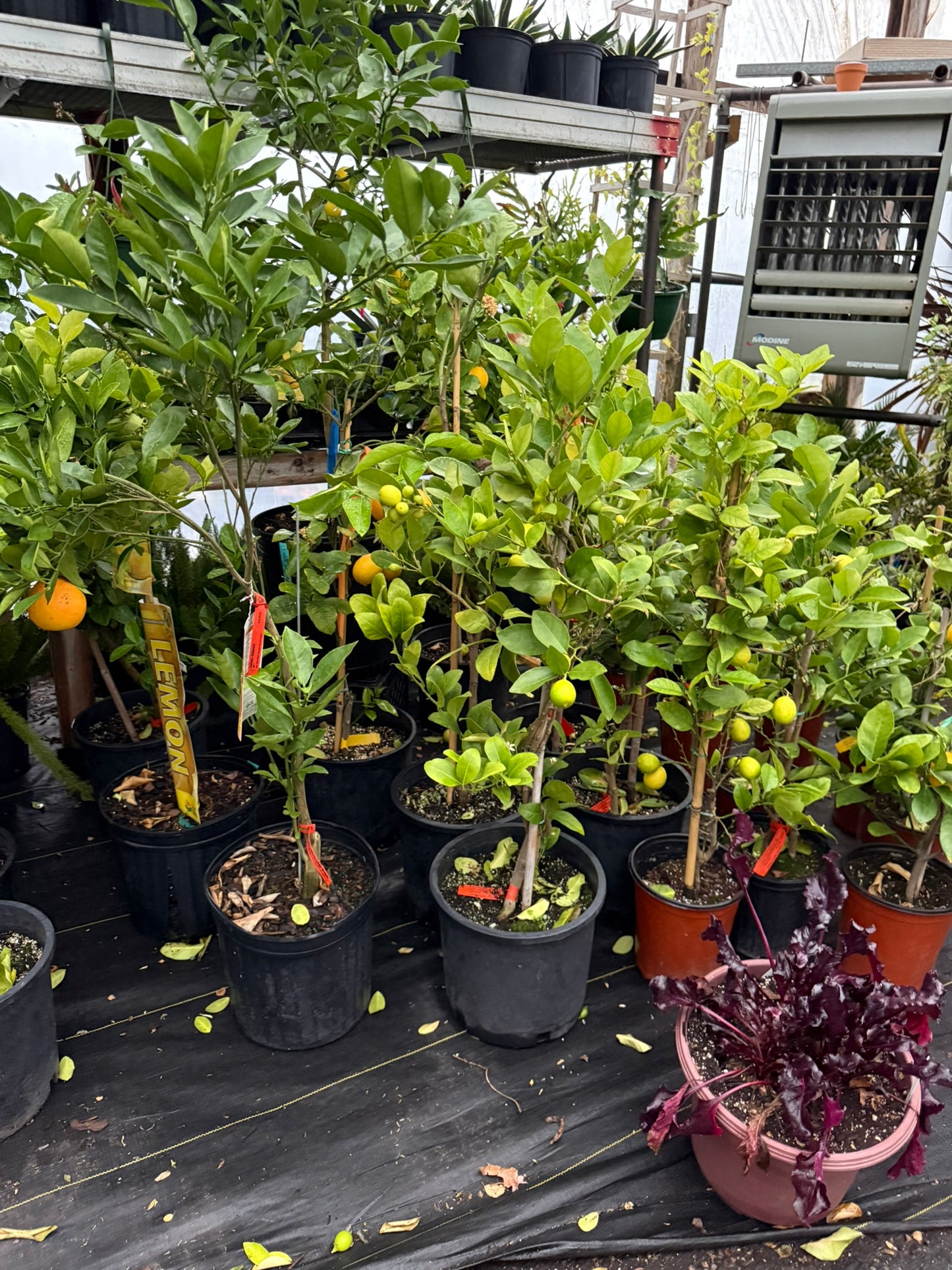 RedCrocus Meyer Lemon Tree- Compact Evergree Citrus for Containers and Gardens- Fragrant, Pollinator-Attracting, Pet Warning 2 Gallon Pot