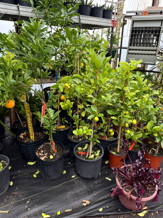RedCrocus Meyer Lemon Tree- Compact Evergree Citrus for Containers and Gardens- Fragrant, Pollinator-Attracting, Pet Warning 2 Gallon Pot