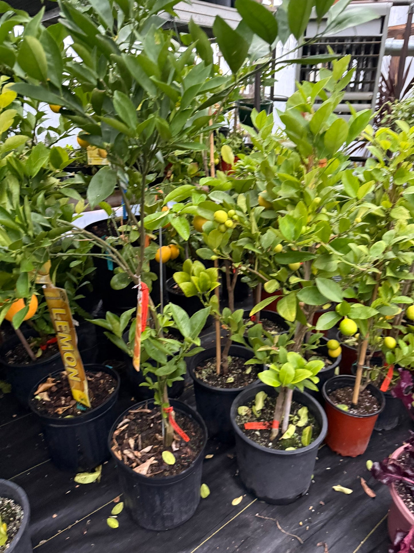 RedCrocus Citrus Lime Tree- Edible, Fragrant, Evergreen for Garden & Patio 10 Gallon