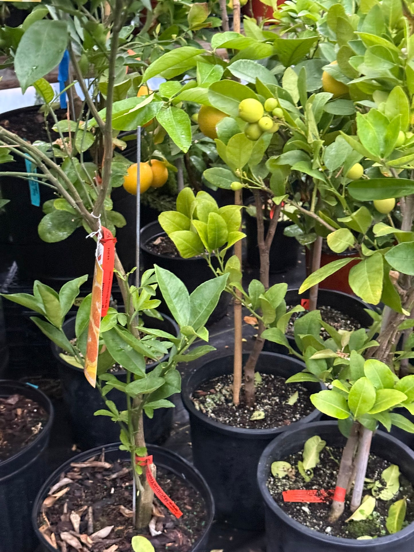 Meyer Lemon–Citrus–Fragrant and Pollinator–Friendly  3 Gallon