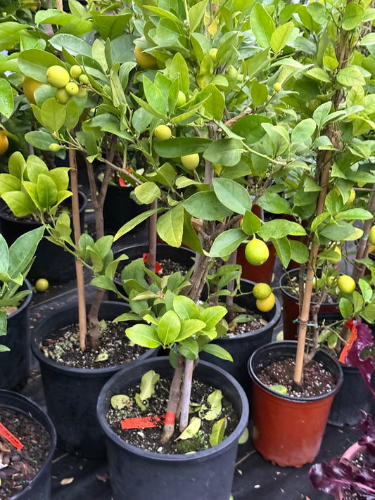 Meyer Lemon–Citrus–Fragrant and Pollinator–Friendly  3 Gallon