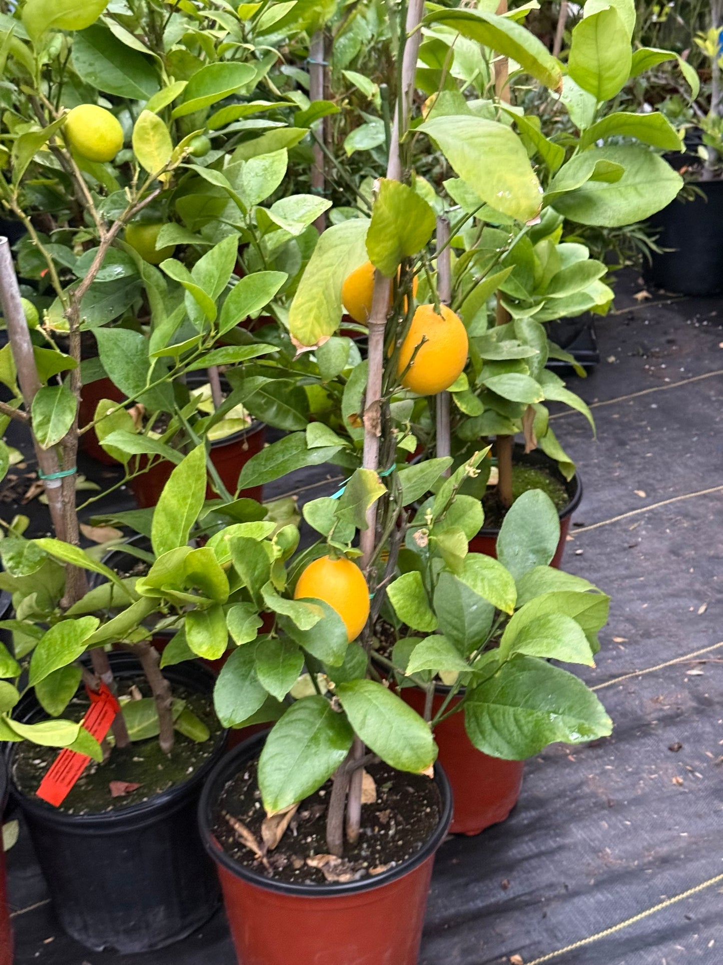 Meyer Lemon–Citrus–Fragrant and Pollinator–Friendly  3 Gallon