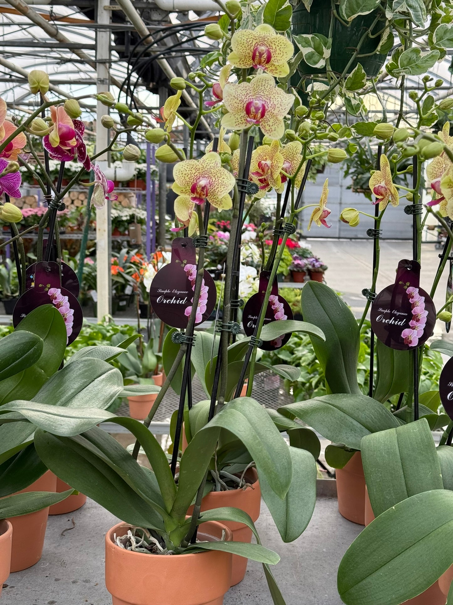 RedCrocus Moth Orchid Phalaenopsis Assorted Deco Pot- Elegant Indoor Plant with Fragrant Blooms & Evergreen Foliage, Pet Toxicity Warning, Ideal for Home & Office Decor 4" Pot