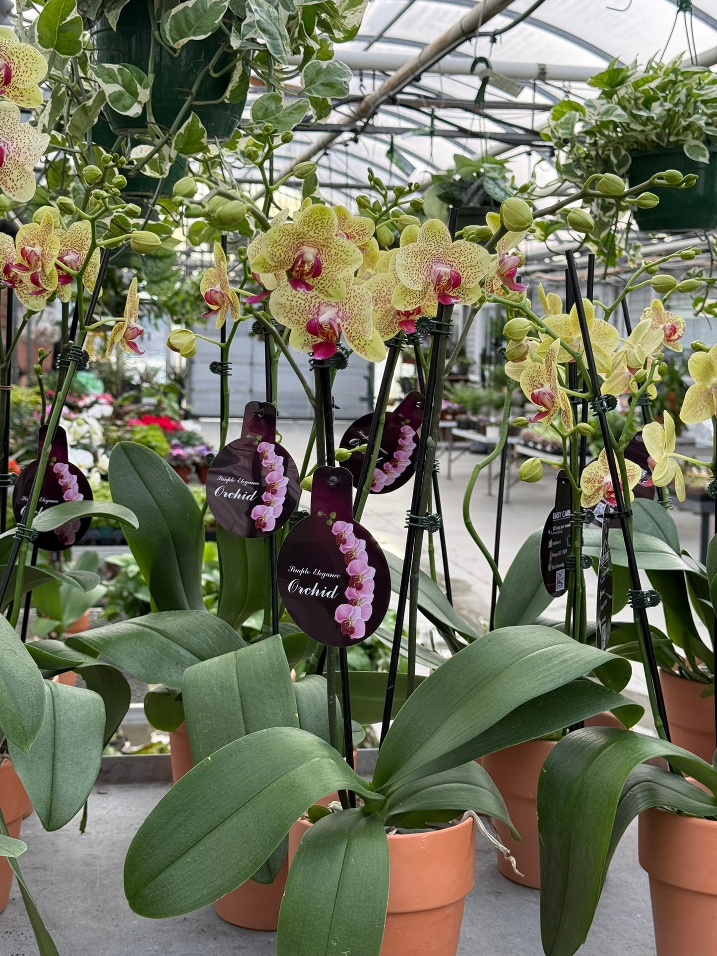 RedCrocus Moth Orchid Phalaenopsis Assorted Deco Pot- Elegant Indoor Plant with Fragrant Blooms & Evergreen Foliage, Pet Toxicity Warning, Ideal for Home & Office Decor 4" Pot