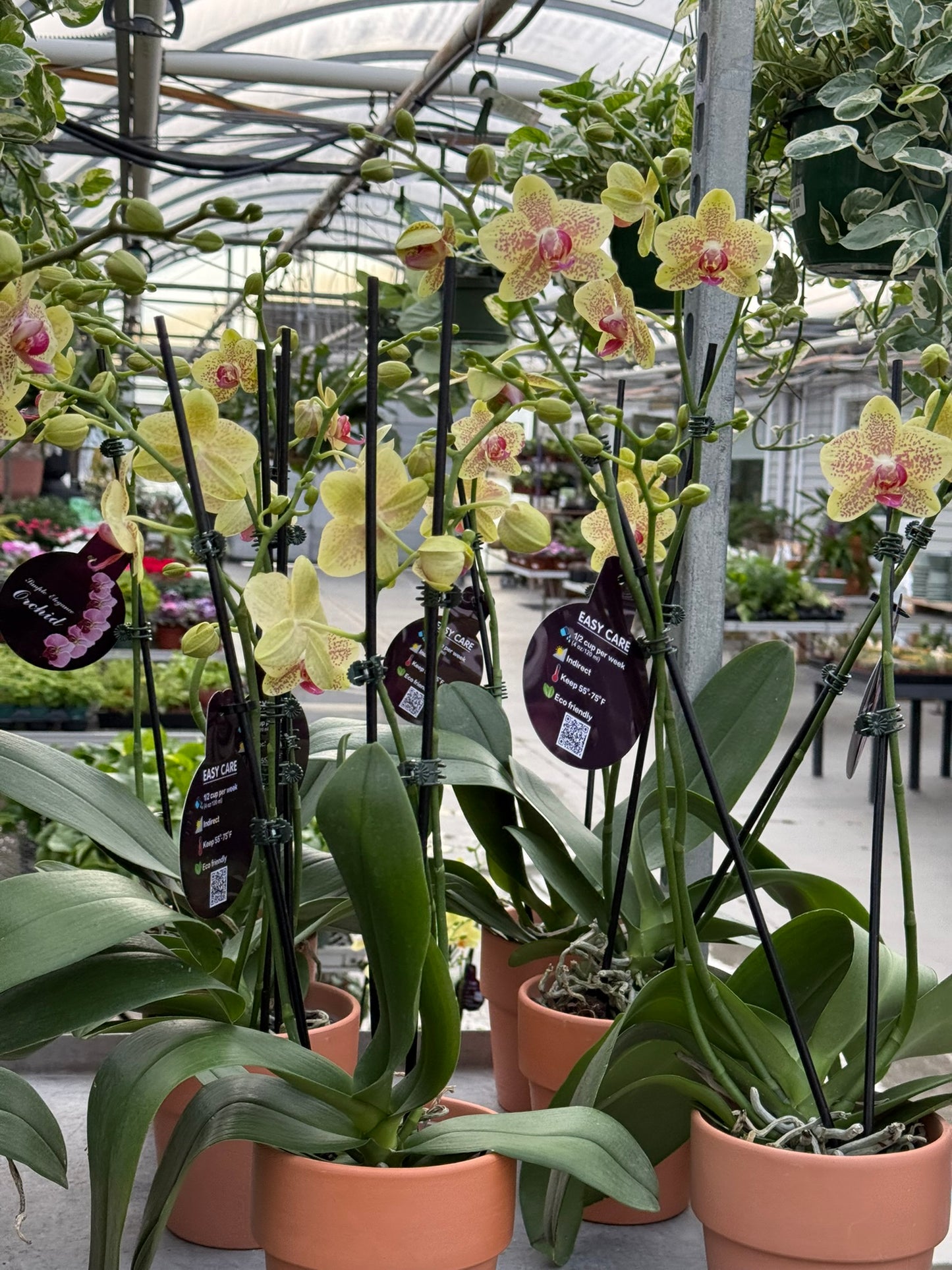 RedCrocus Moth Orchid Phalaenopsis Assorted Deco Pot- Elegant Indoor Plant with Fragrant Blooms & Evergreen Foliage, Pet Toxicity Warning, Ideal for Home & Office Decor 4" Pot
