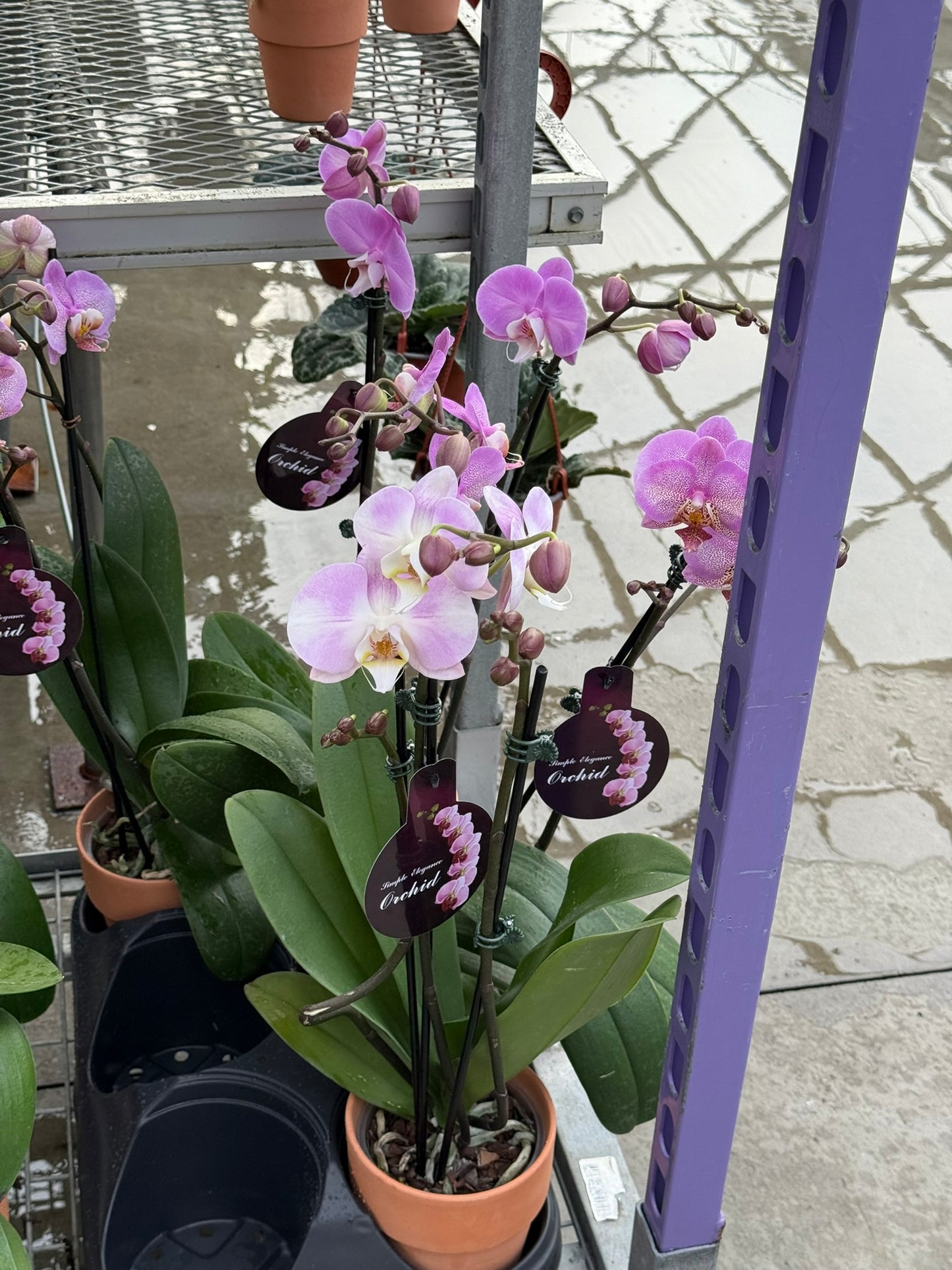 RedCrocus Moth Orchid Phalaenopsis Assorted Deco Pot- Elegant Indoor Plant with Fragrant Blooms & Evergreen Foliage, Pet Toxicity Warning, Ideal for Home & Office Decor 4" Pot