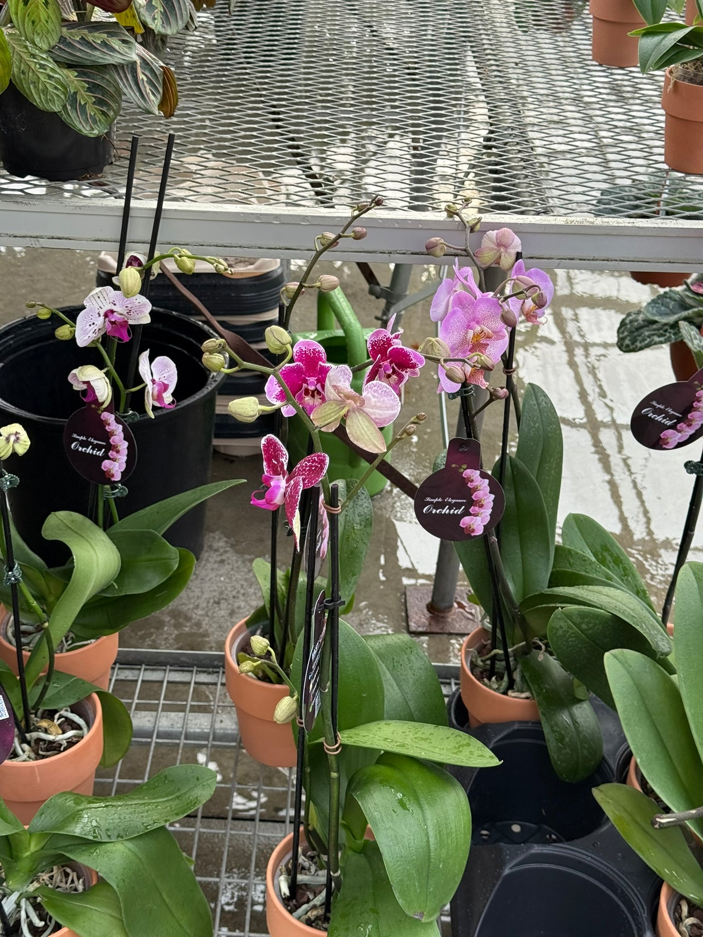 RedCrocus Moth Orchid Phalaenopsis Assorted Deco Pot- Elegant Indoor Plant with Fragrant Blooms & Evergreen Foliage, Pet Toxicity Warning, Ideal for Home & Office Decor 4" Pot