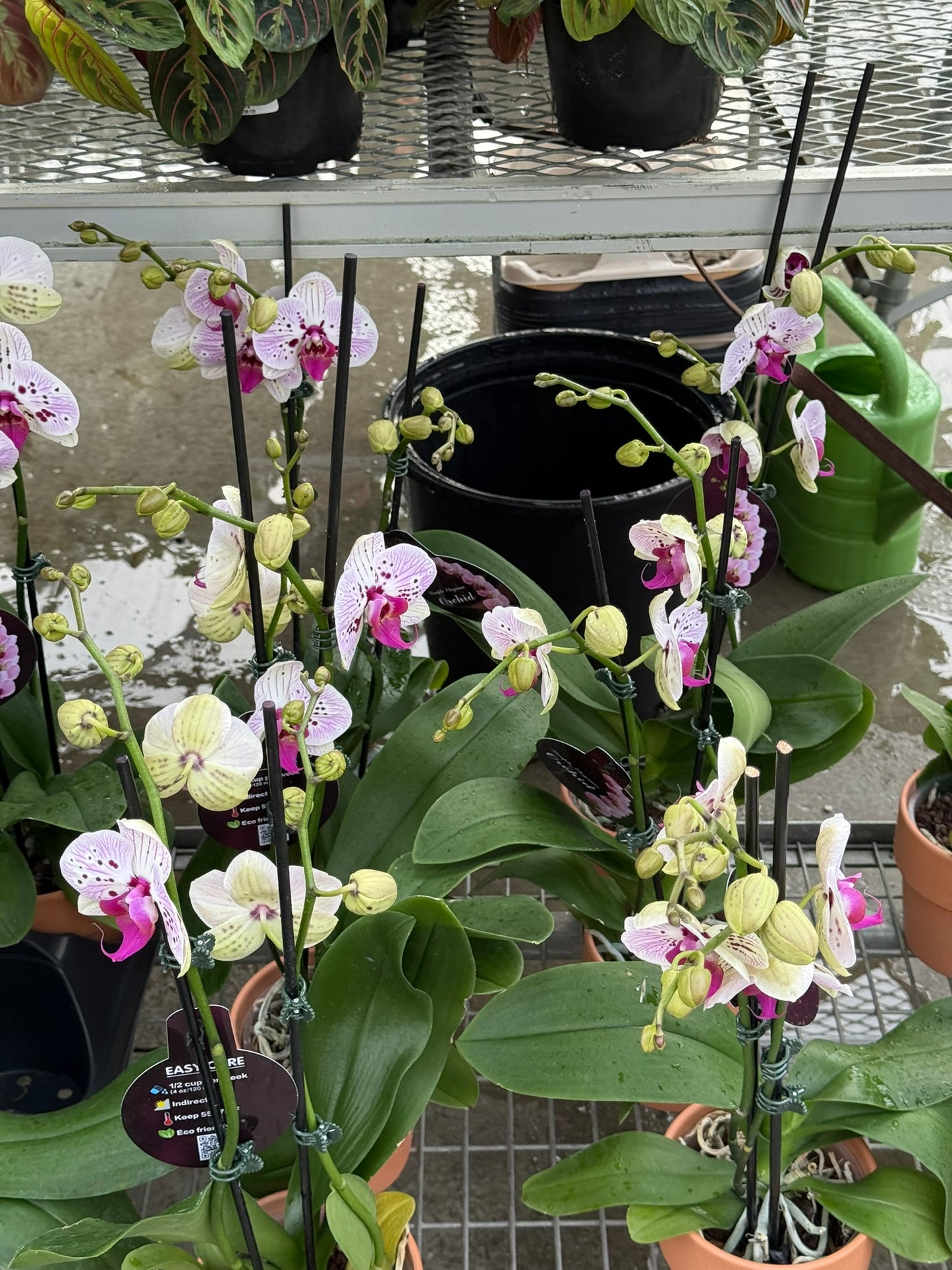 RedCrocus Moth Orchid Phalaenopsis Assorted Deco Pot- Elegant Indoor Plant with Fragrant Blooms & Evergreen Foliage, Pet Toxicity Warning, Ideal for Home & Office Decor 4" Pot