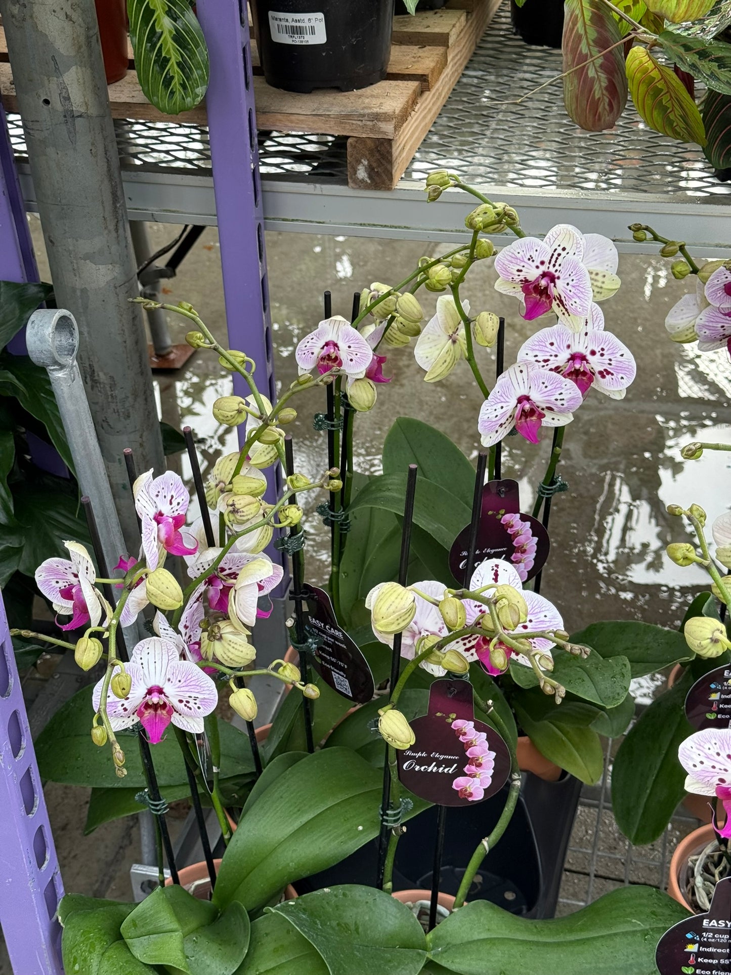 RedCrocus Moth Orchid Phalaenopsis Assorted Deco Pot- Elegant Indoor Plant with Fragrant Blooms & Evergreen Foliage, Pet Toxicity Warning, Ideal for Home & Office Decor 4" Pot