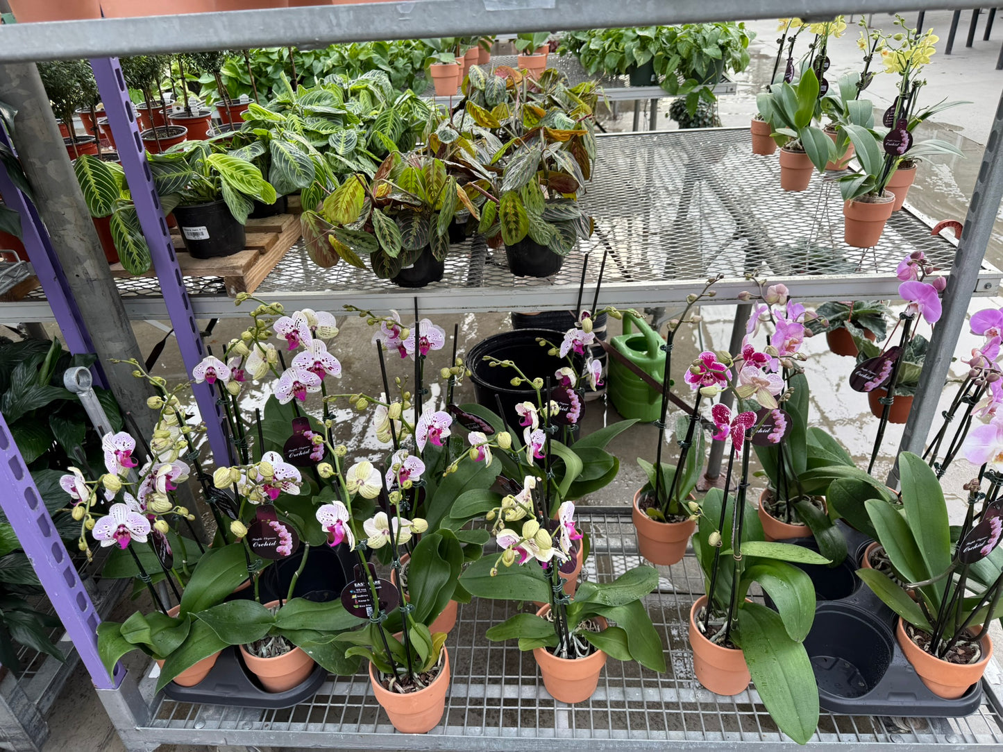RedCrocus Moth Orchid Phalaenopsis Assorted Deco Pot- Elegant Indoor Plant with Fragrant Blooms & Evergreen Foliage, Pet Toxicity Warning, Ideal for Home & Office Decor 4" Pot