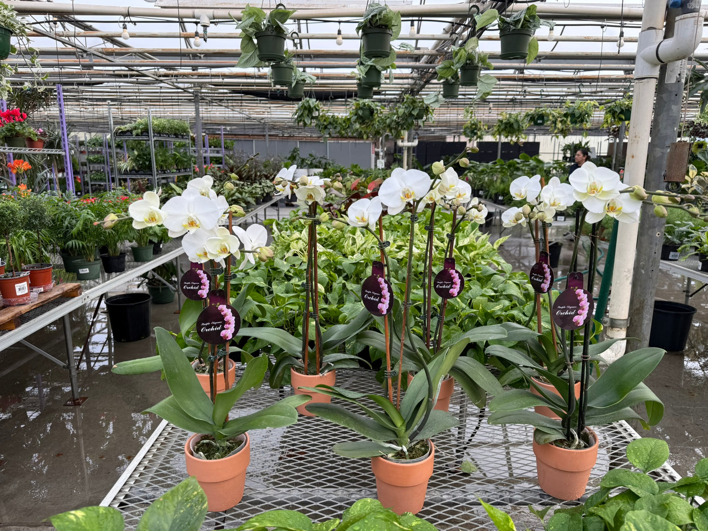 RedCrocus Moth Orchid Phalaenopsis Assorted Deco Pot- Elegant Indoor Plant with Fragrant Blooms & Evergreen Foliage, Pet Toxicity Warning, Ideal for Home & Office Decor 4" Pot