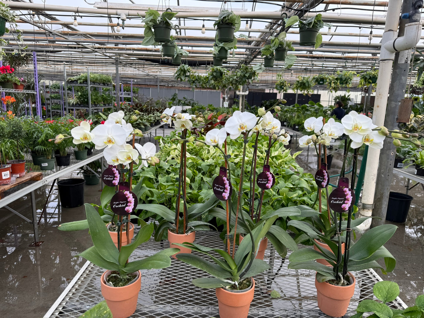 RedCrocus Moth Orchid Phalaenopsis Assorted Deco Pot- Elegant Indoor Plant with Fragrant Blooms & Evergreen Foliage, Pet Toxicity Warning, Ideal for Home & Office Decor 4" Pot