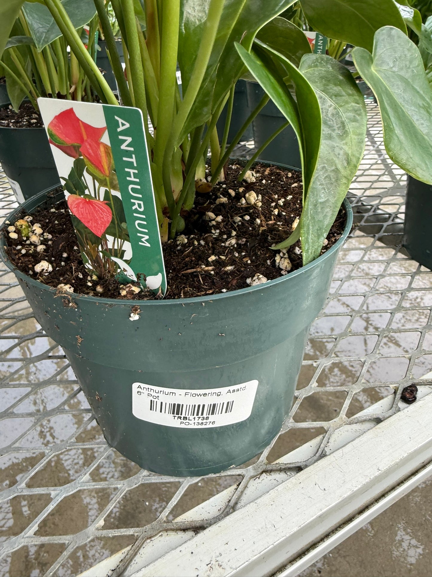 RedCrocus Tailflower, Flamingo Flower Anthurium- Bright, Evergreen Indoor Plant, Year-Round Blooms, Pet Safe (Toxic to Cats & Dogs)- Perfect for Decor & Gifts 6" Pot