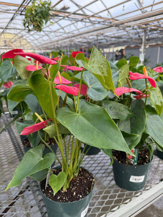 RedCrocus Tailflower, Flamingo Flower Anthurium- Bright, Evergreen Indoor Plant, Year-Round Blooms, Pet Safe (Toxic to Cats & Dogs)- Perfect for Decor & Gifts 6" Pot