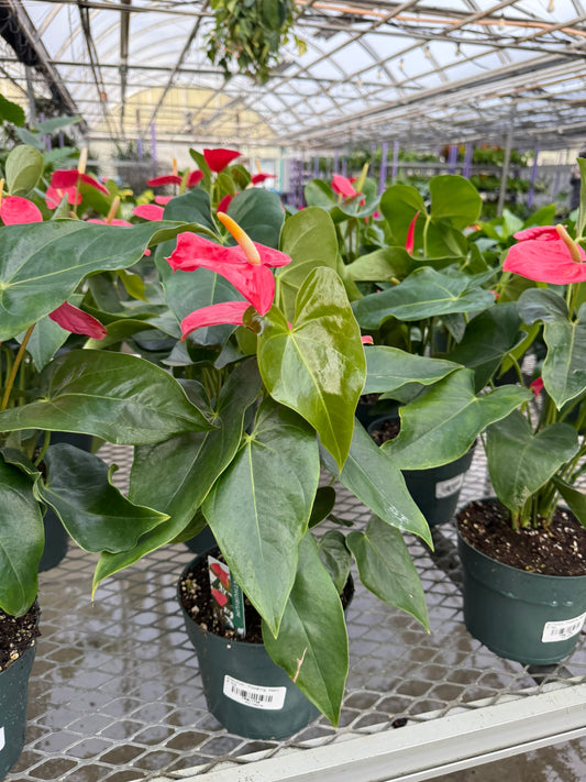 RedCrocus Tailflower, Flamingo Flower Anthurium- Bright, Evergreen Indoor Plant, Year-Round Blooms, Pet Safe (Toxic to Cats & Dogs)- Perfect for Decor & Gifts 6" Pot
