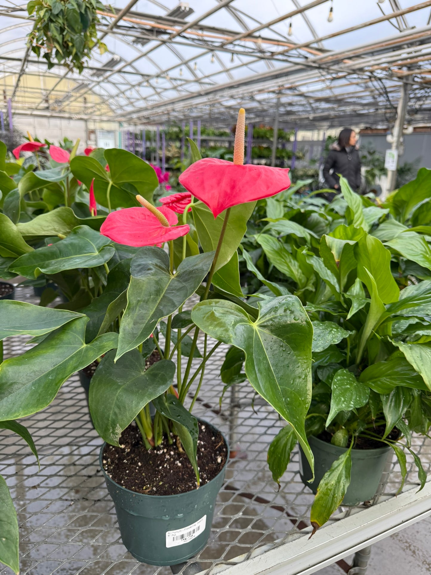 RedCrocus Tailflower, Flamingo Flower Anthurium- Bright, Evergreen Indoor Plant, Year-Round Blooms, Pet Safe (Toxic to Cats & Dogs)- Perfect for Decor & Gifts 6" Pot