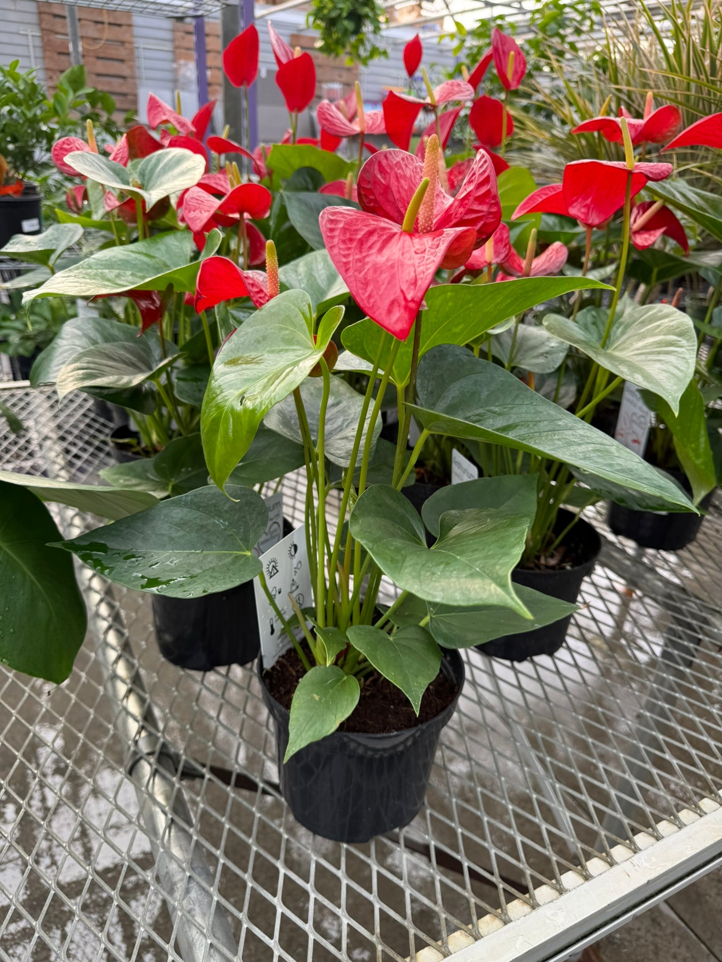 RedCrocus Tailflower, Flamingo Flower Anthurium- Bright, Evergreen Indoor Plant, Year-Round Blooms, Pet Safe (Toxic to Cats & Dogs)- Perfect for Decor & Gifts 6" Pot