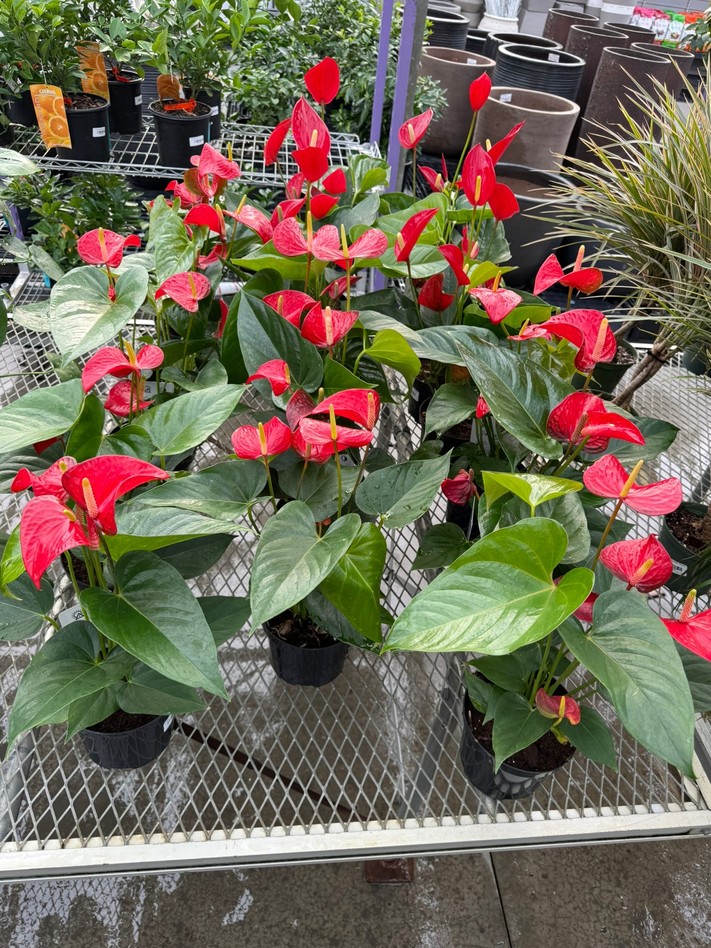 RedCrocus Tailflower, Flamingo Flower Anthurium- Bright, Evergreen Indoor Plant, Year-Round Blooms, Pet Safe (Toxic to Cats & Dogs)- Perfect for Decor & Gifts 6" Pot