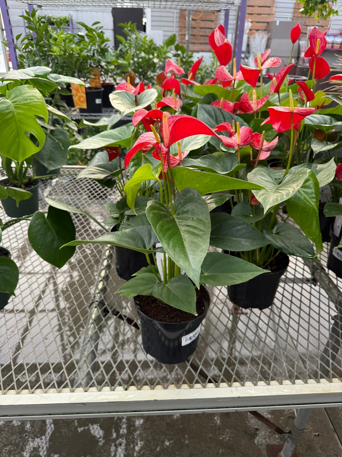 RedCrocus Tailflower, Flamingo Flower Anthurium- Bright, Evergreen Indoor Plant, Year-Round Blooms, Pet Safe (Toxic to Cats & Dogs)- Perfect for Decor & Gifts 6" Pot