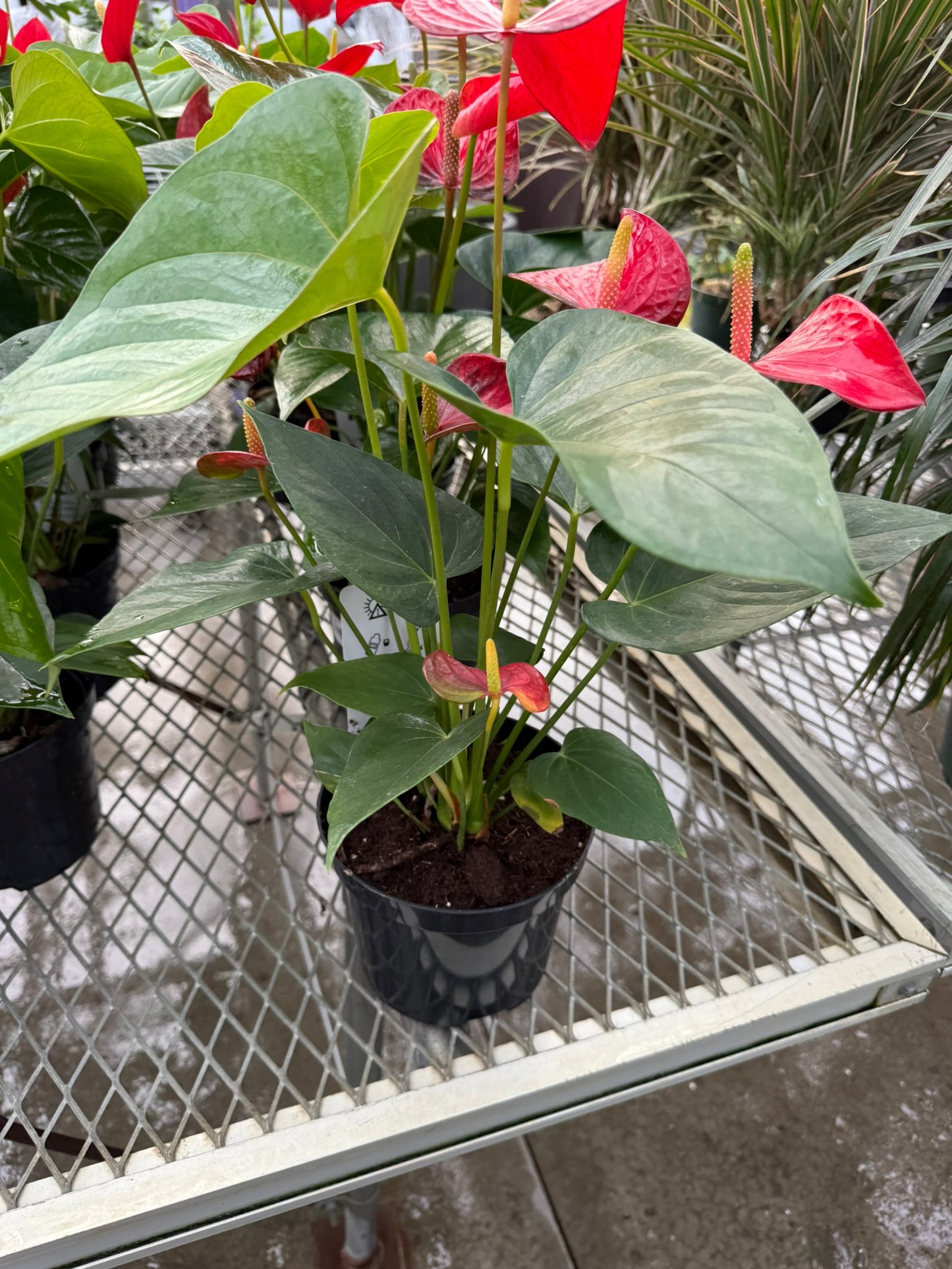 RedCrocus Tailflower, Flamingo Flower Anthurium- Bright, Evergreen Indoor Plant, Year-Round Blooms, Pet Safe (Toxic to Cats & Dogs)- Perfect for Decor & Gifts 6" Pot