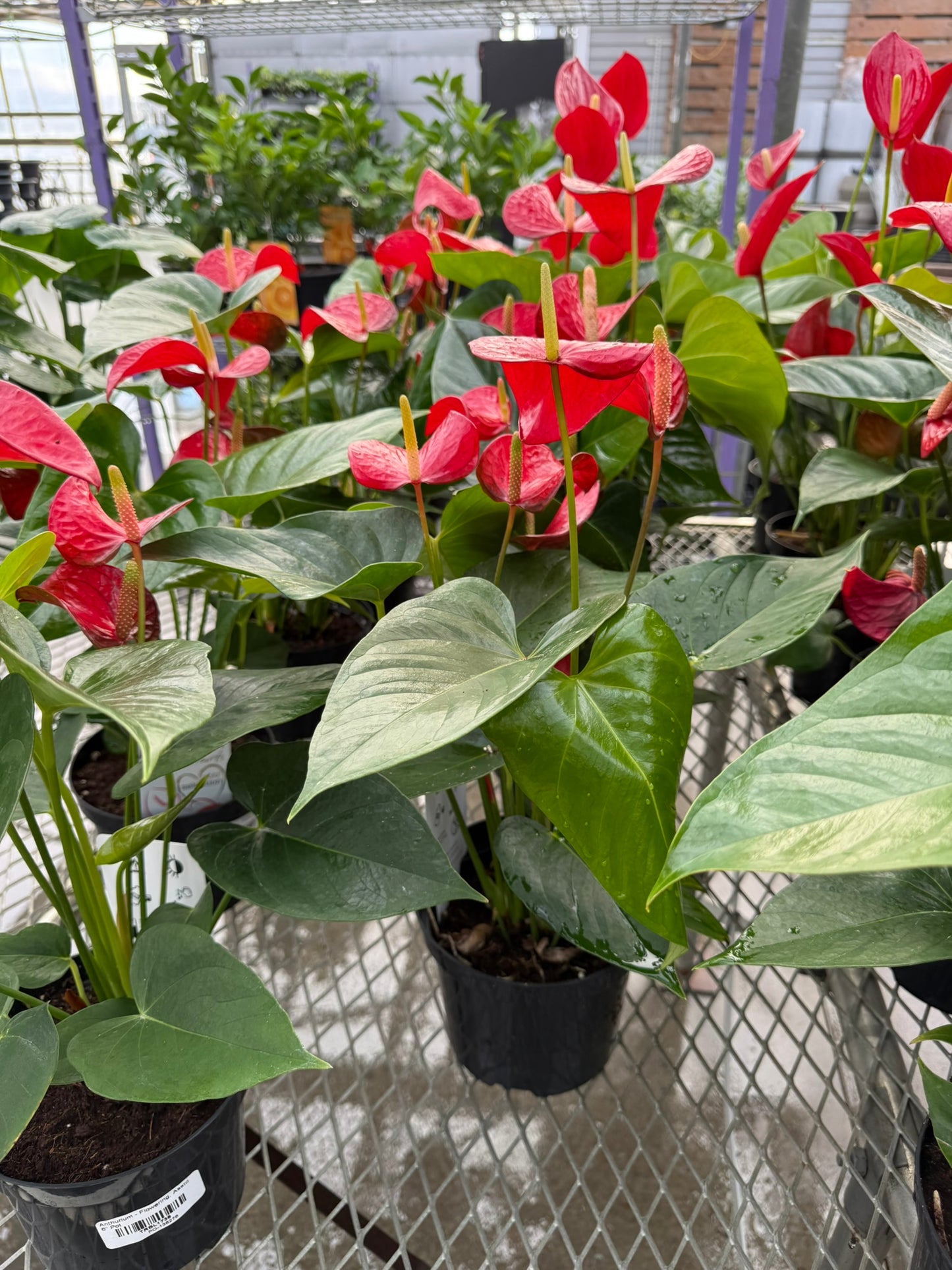 RedCrocus Tailflower, Flamingo Flower Anthurium- Bright, Evergreen Indoor Plant, Year-Round Blooms, Pet Safe (Toxic to Cats & Dogs)- Perfect for Decor & Gifts 6" Pot